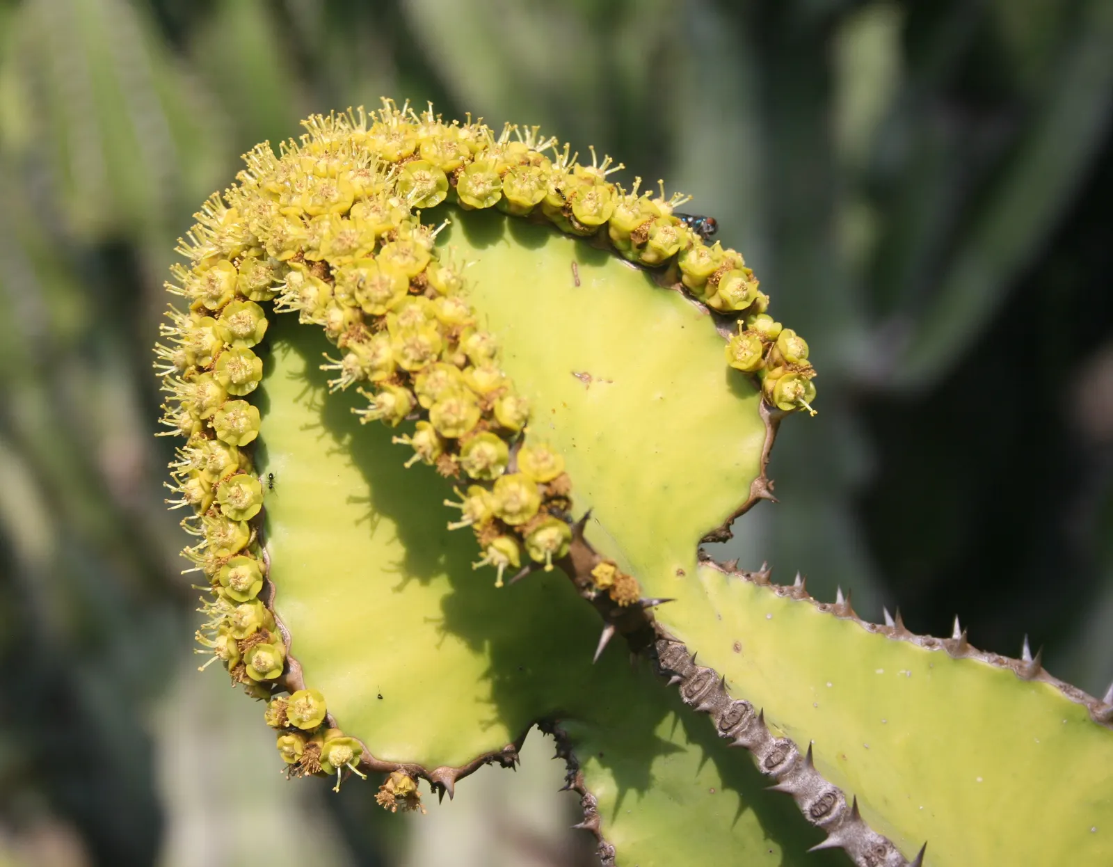 Candelabra Tree (Euphorbia Ingens) — it is well-suited to arid environments; with a spread of approximately 10 to 15 feet, image 57