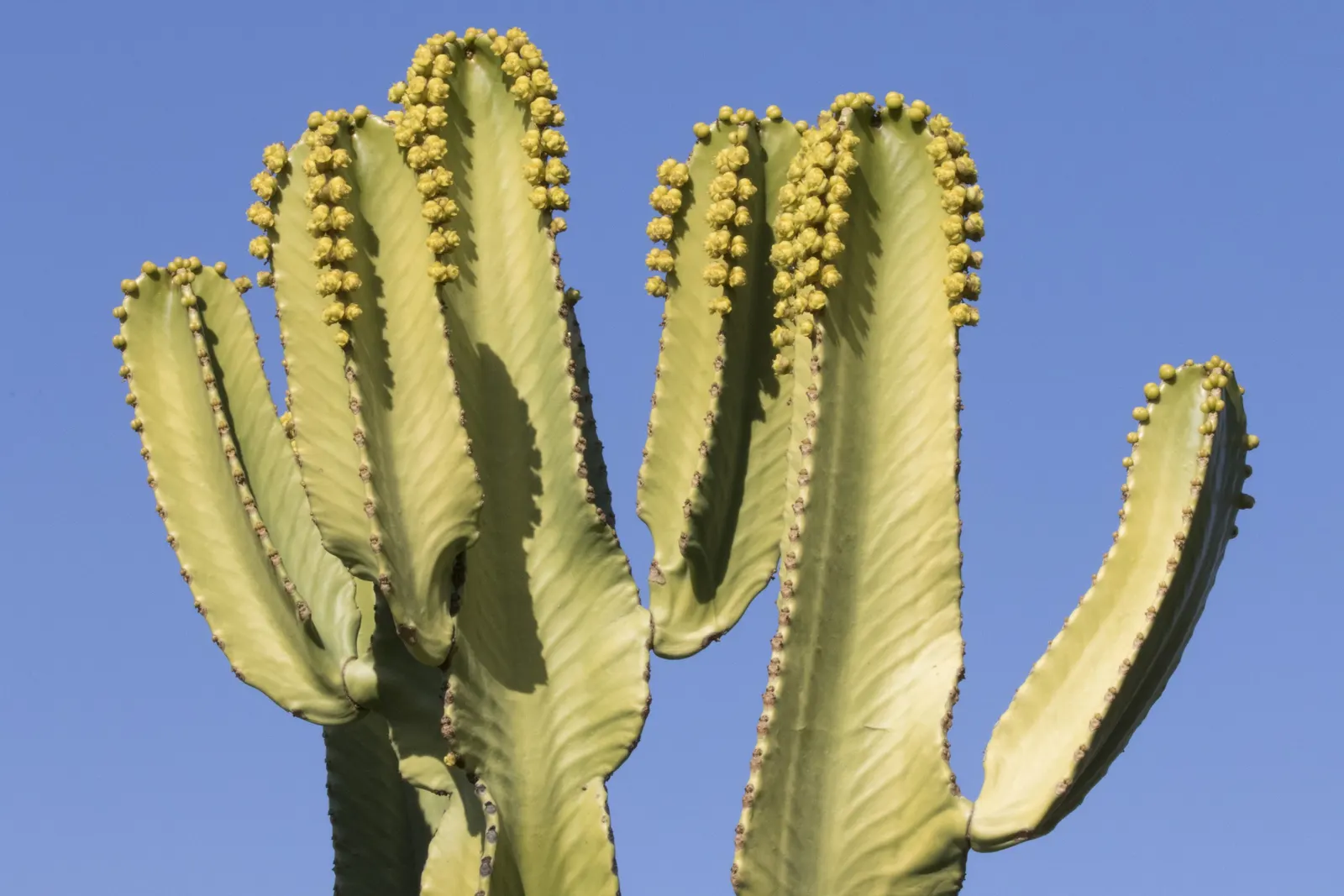 Candelabra Tree (Euphorbia Ingens) — commonly referred to as the Candelabra Tree; needing only occasional watering during prolonged dry spells, image 103