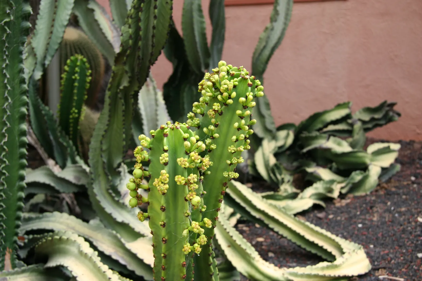 Candelabra Tree (Euphorbia Ingens) — the Candelabra Tree can reach up to 30 to 40 feet; branching structure resembling a candelabrum, image 107