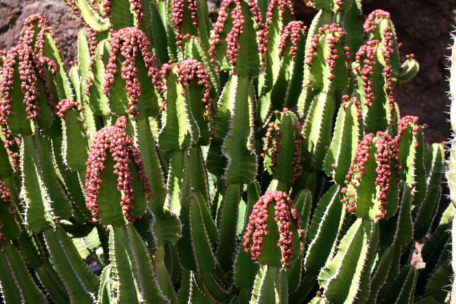 Candelabra Tree (Euphorbia Ingens) — Suited for arid climates, it bears small yellow flowers; is a striking succulent renowned for its upright, image 52