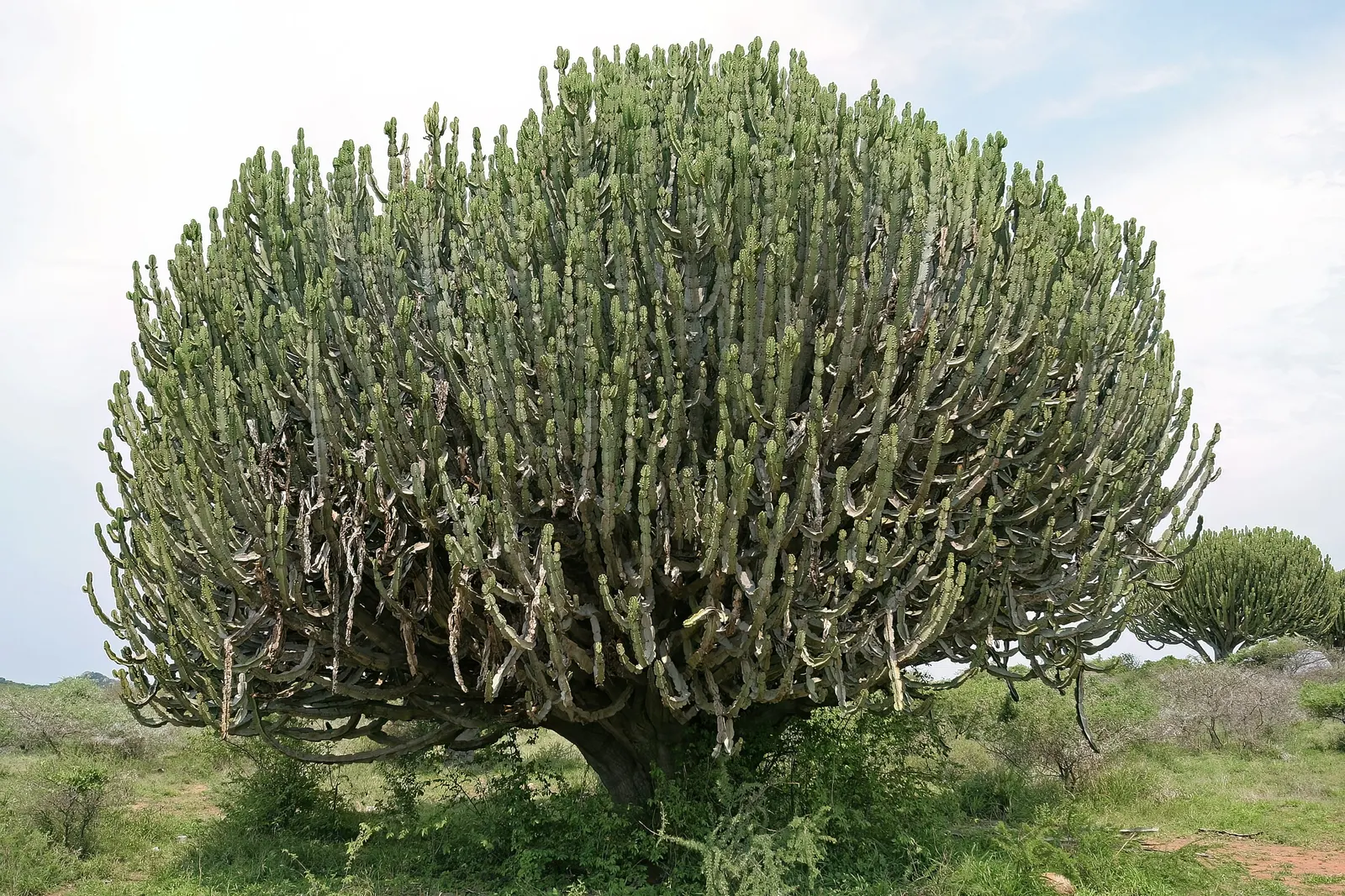 Candelabra Tree (Euphorbia Ingens) — Suited for arid climates, it bears small yellow flowers; is a striking succulent renowned for its upright, image 124