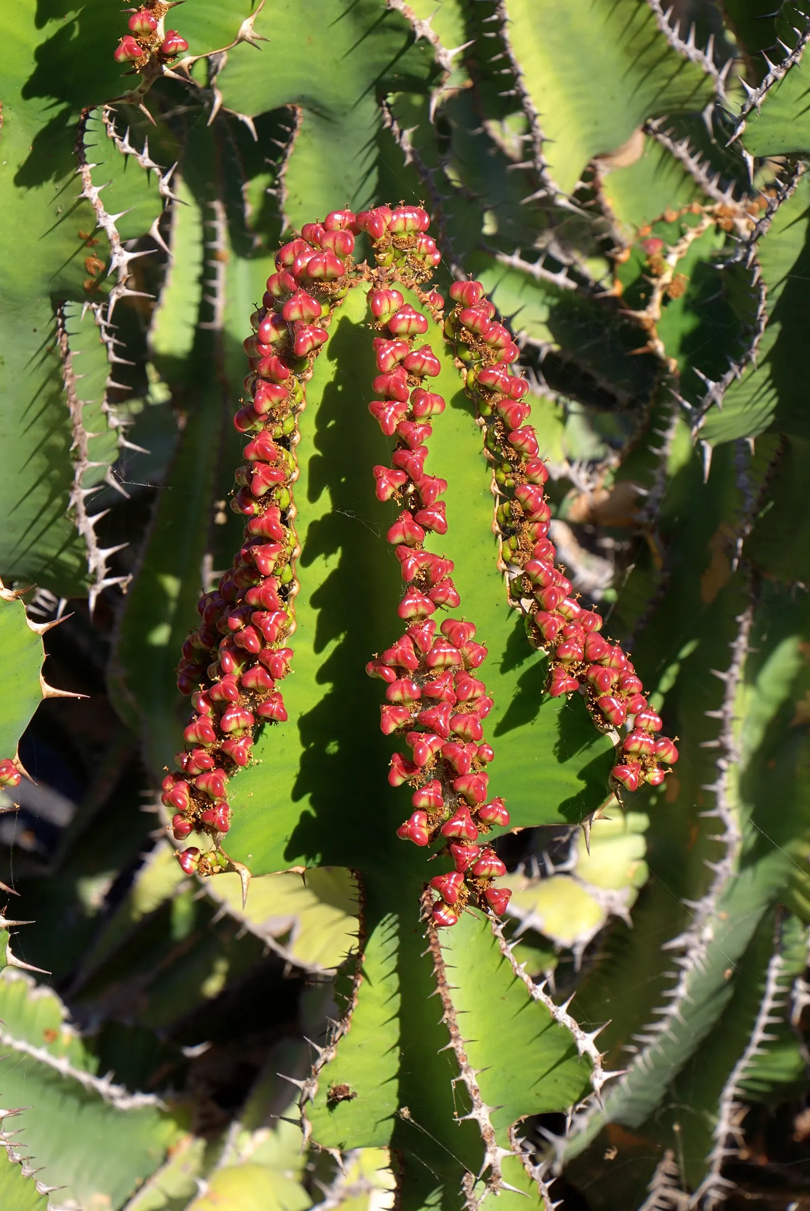 Candelabra Tree (Euphorbia Ingens) — Throughout spring to early summer