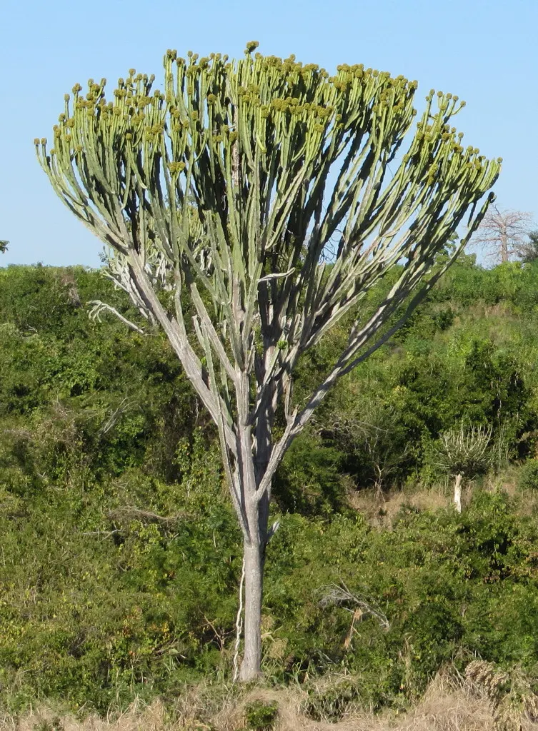Candelabra Tree (Euphorbia Ingens) — Throughout spring to early summer; typically numbering between 4 and 12, image 88