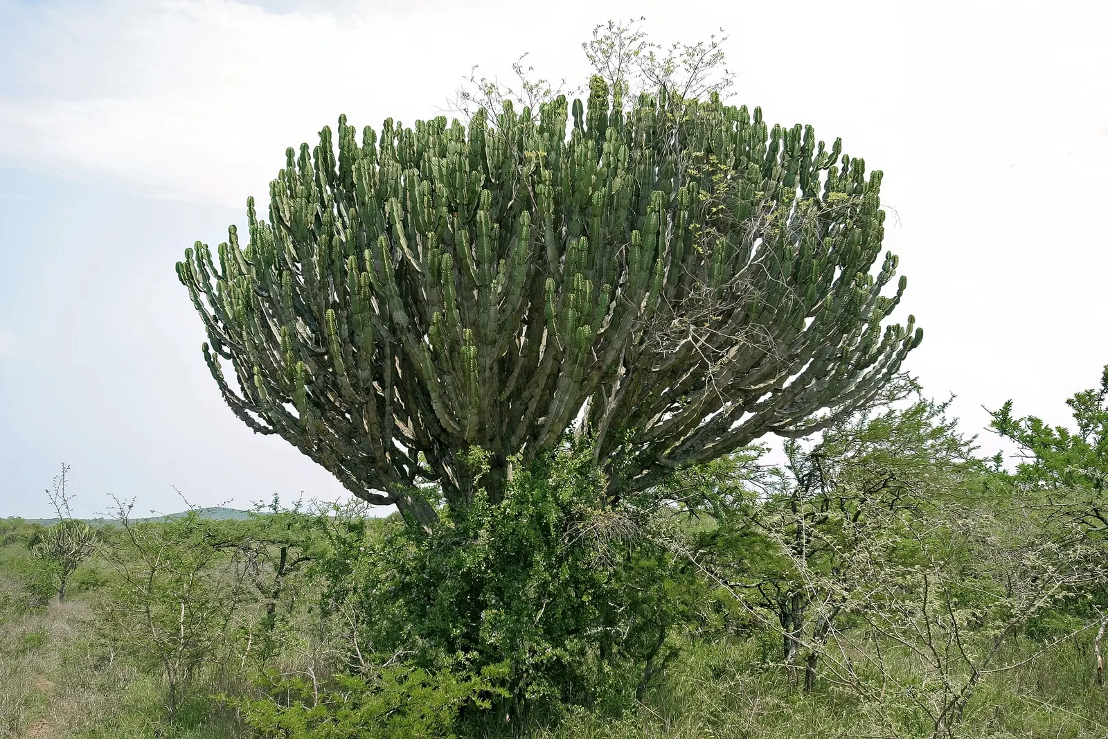 Candelabra Tree (Euphorbia Ingens) — is a striking succulent renowned for its upright; suited for arid climates, it bears small yellow flowers, image 121