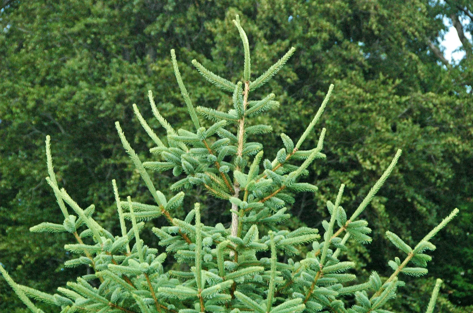 Candelabra Tree (Euphorbia Ingens) — is a striking succulent renowned for its upright