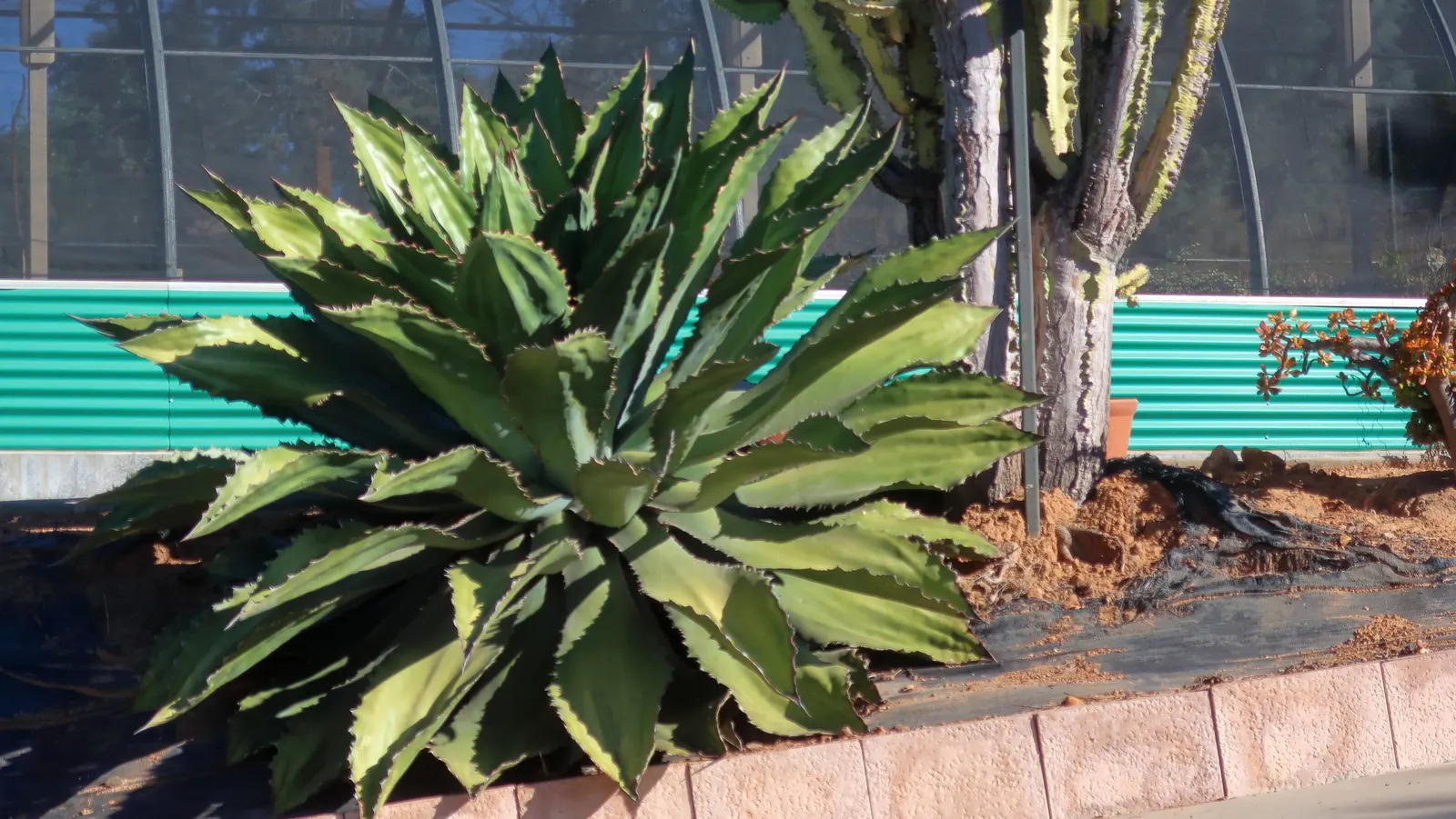 Candelabra Tree (Euphorbia Ingens) — lending to the plant's common name; ideal as a focal point in xeriscapes, ensure ample space to accommodate its grand