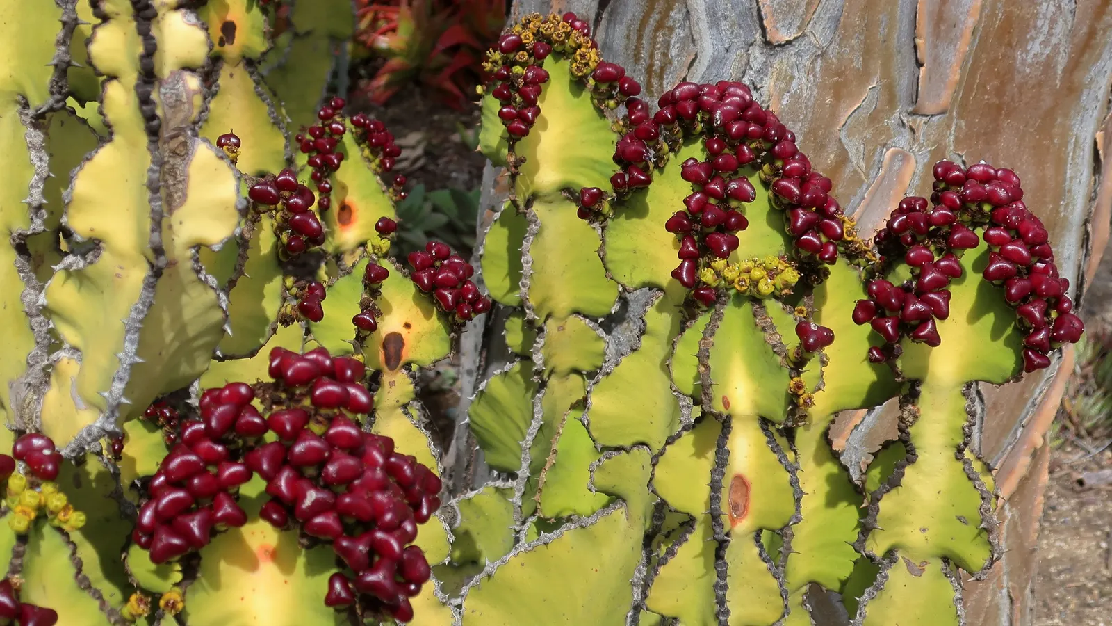 Candelabra Tree (Euphorbia Ingens) — Ideal as a focal point in xeriscapes, ensure ample space to accommodate its grand silhouette; lending to the, image 78