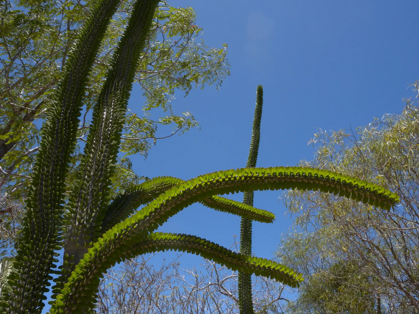 Candelabra Tree (Euphorbia Ingens) — the Candelabra Tree can reach up to 30 to 40 feet; branching structure resembling a candelabrum, image 83