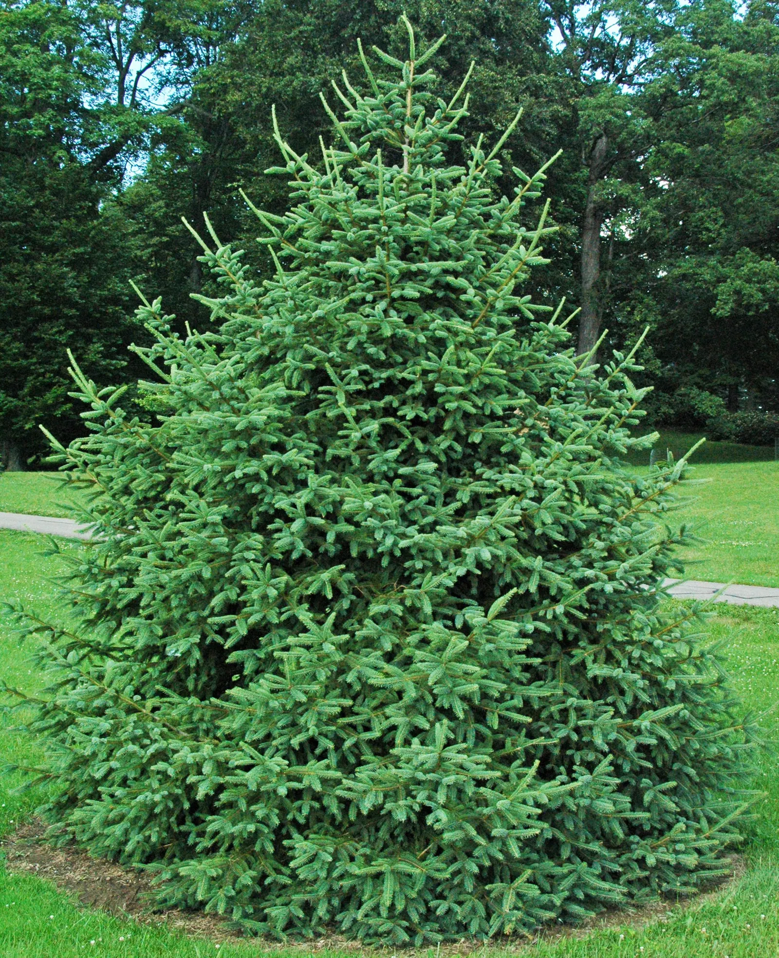 Candelabra Tree (Euphorbia Ingens) — Ideal as a focal point in xeriscapes, ensure ample space to accommodate its grand silhouette