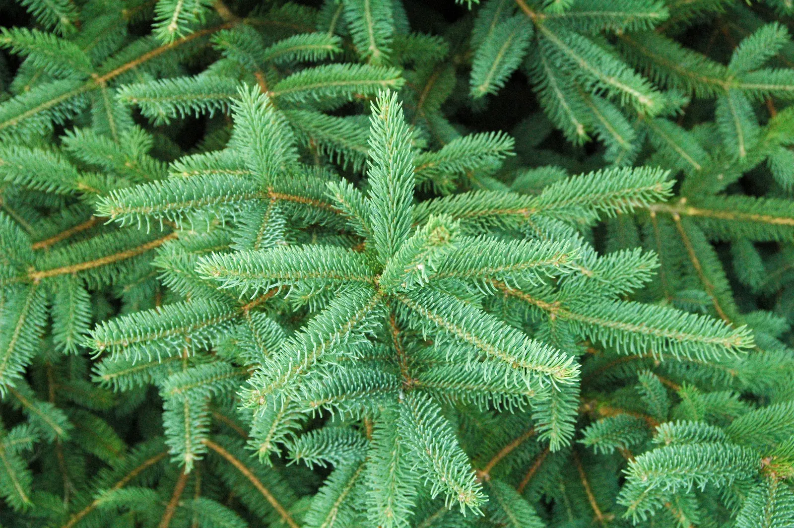 Candelabra Tree (Euphorbia Ingens) — it is well-suited to arid environments