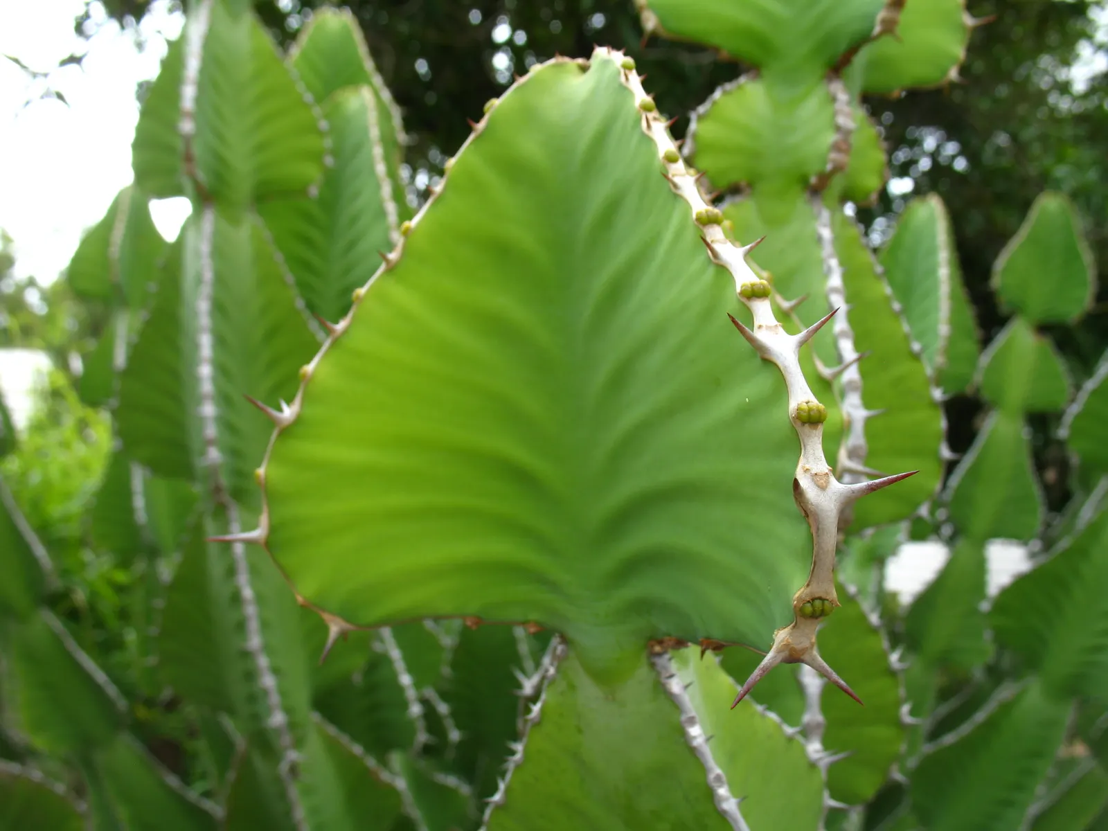 Candelabra Tree (Euphorbia Ingens) — Suited for arid climates, it bears small yellow flowers; is a striking succulent renowned for its upright, image 76