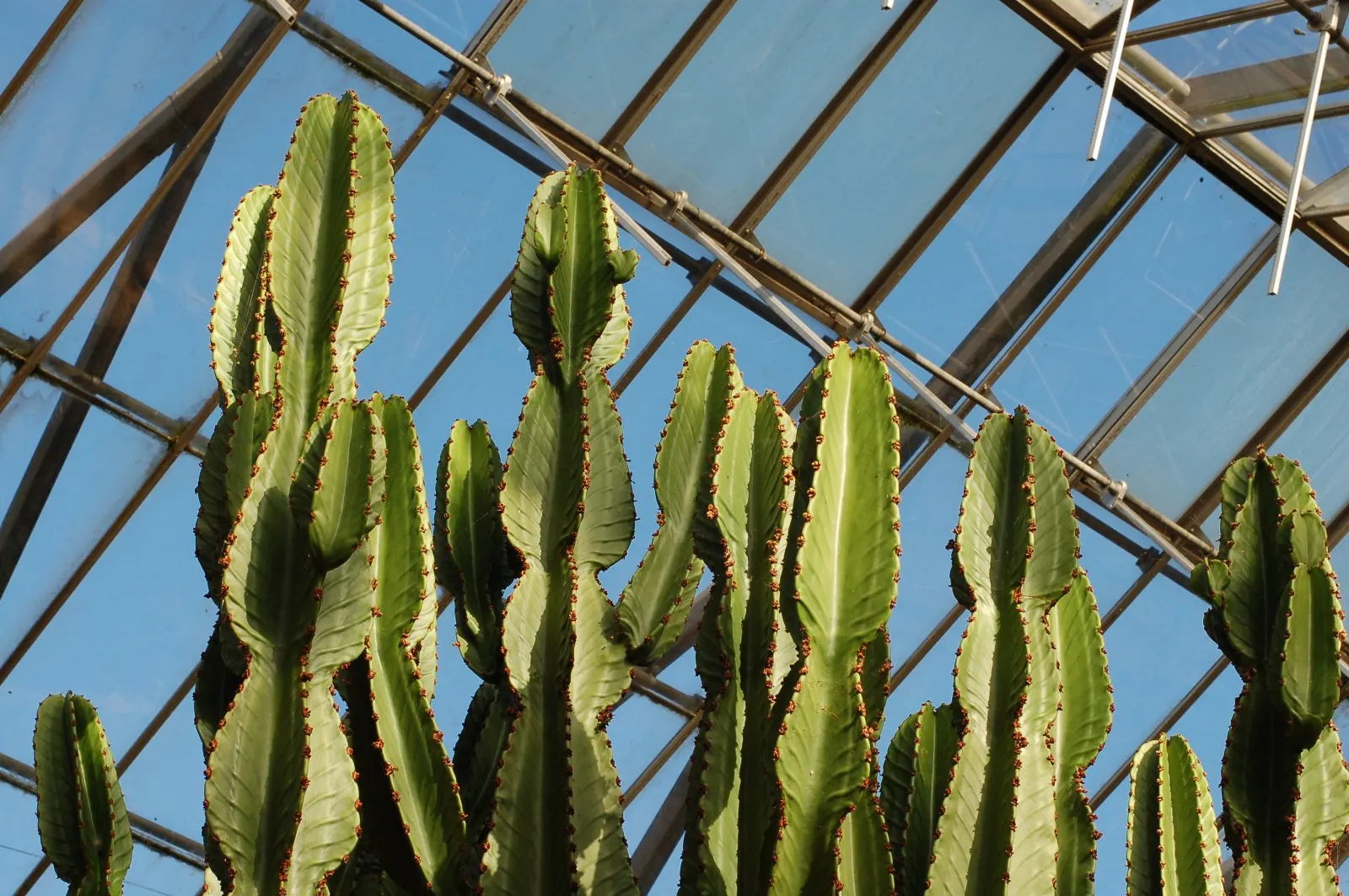 Candelabra Tree (Euphorbia Ingens) — branching structure resembling a candelabrum