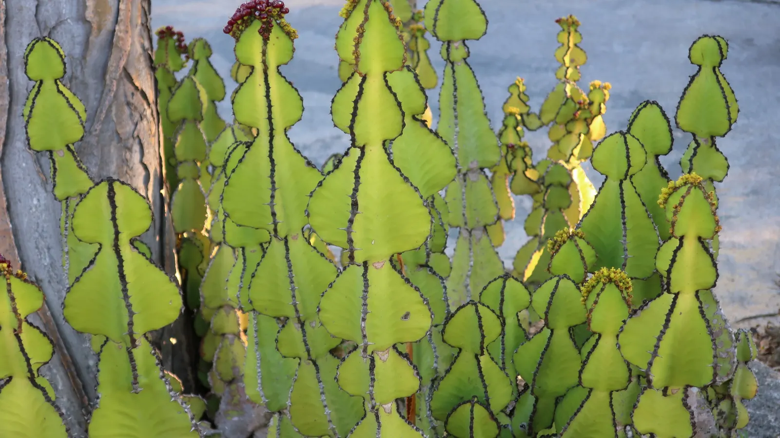 Candelabra Tree (Euphorbia Ingens) — Native to the dry regions of southern Africa; use caution: its milky sap can be toxic, image 80