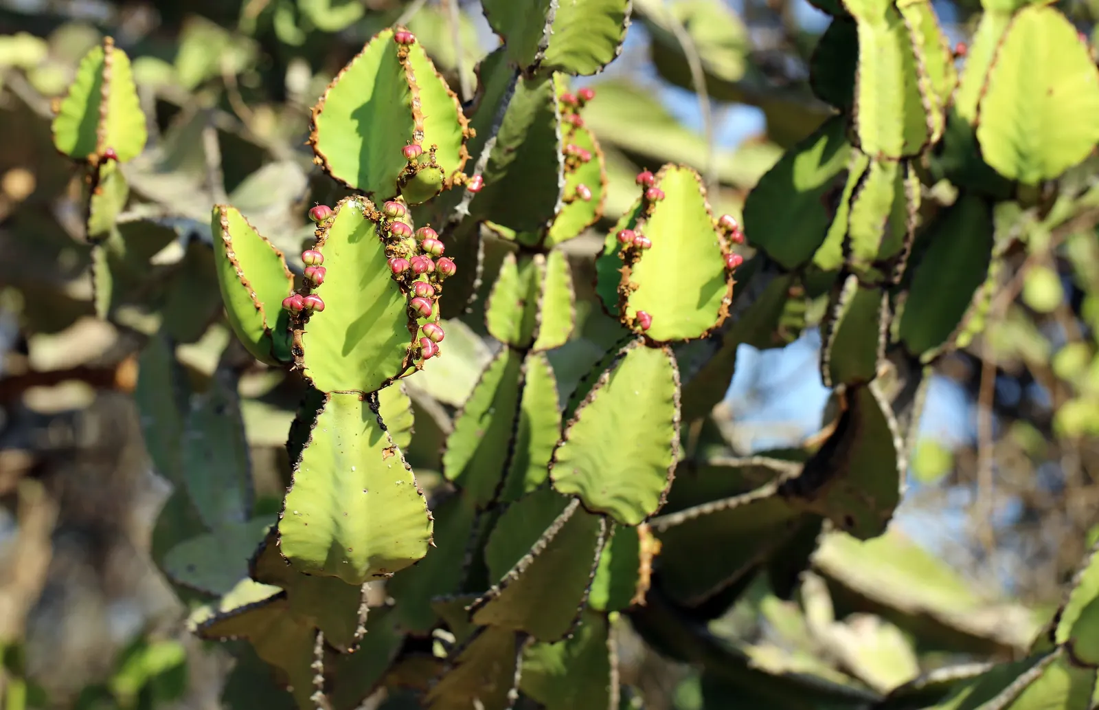 Candelabra Tree (Euphorbia Ingens) — Use caution: its milky sap can be toxic
