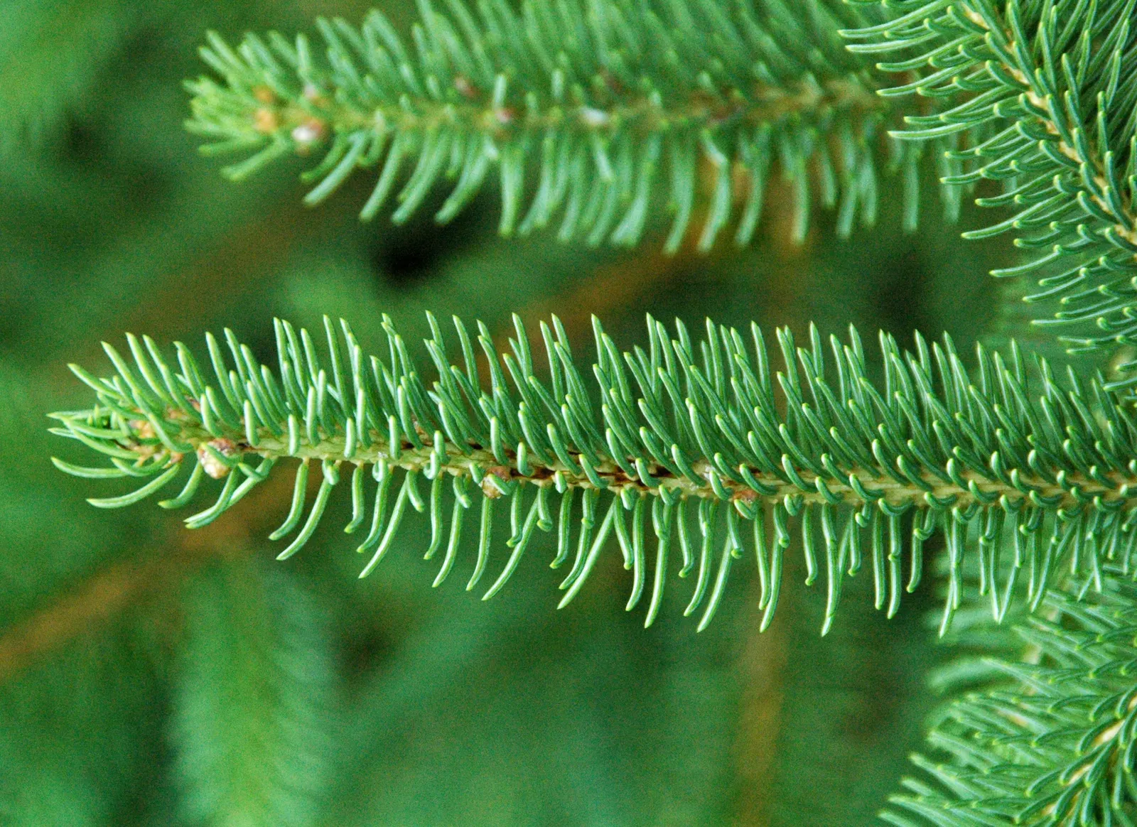 Candelabra Tree (Euphorbia Ingens) — commonly referred to as the Candelabra Tree