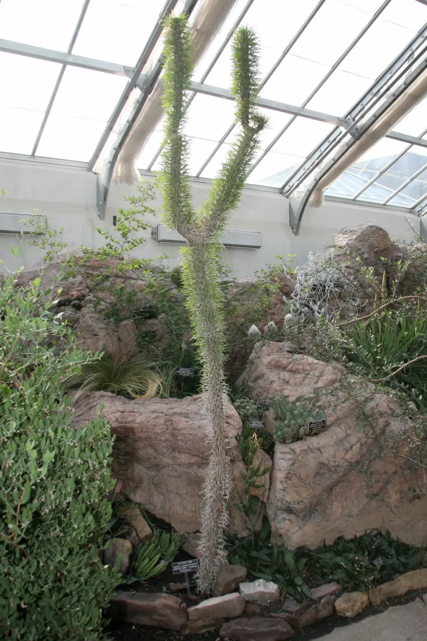 Candelabra Tree (Euphorbia Ingens) — making it a prime candidate for gardens in similar climates.<br><br>Characterized by its towering height; it, image 82