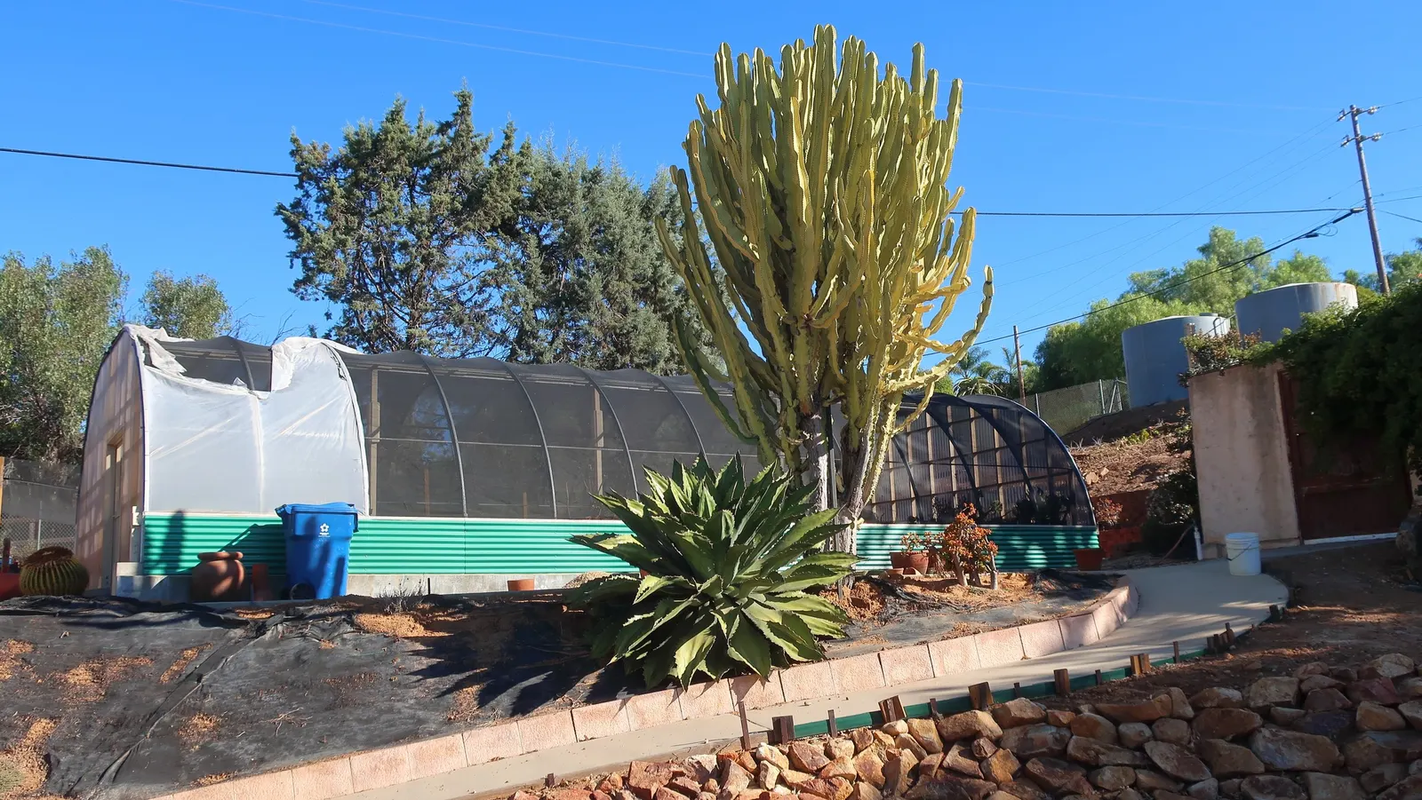 Candelabra Tree (Euphorbia Ingens) — Native to the dry regions of southern Africa; use caution: its milky sap can be toxic
