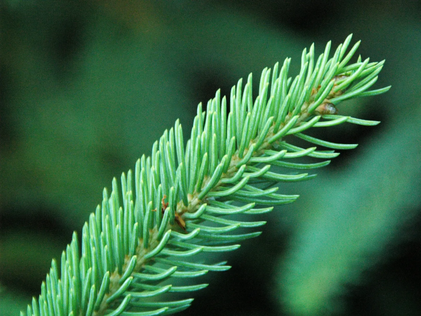 Candelabra Tree (Euphorbia Ingens) — Native to the dry regions of southern Africa