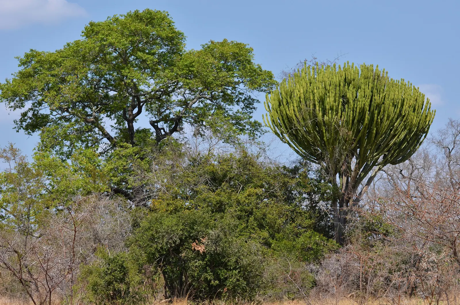 Candelabra Tree (Euphorbia Ingens) — commonly referred to as the Candelabra Tree; needing only occasional watering during prolonged dry spells