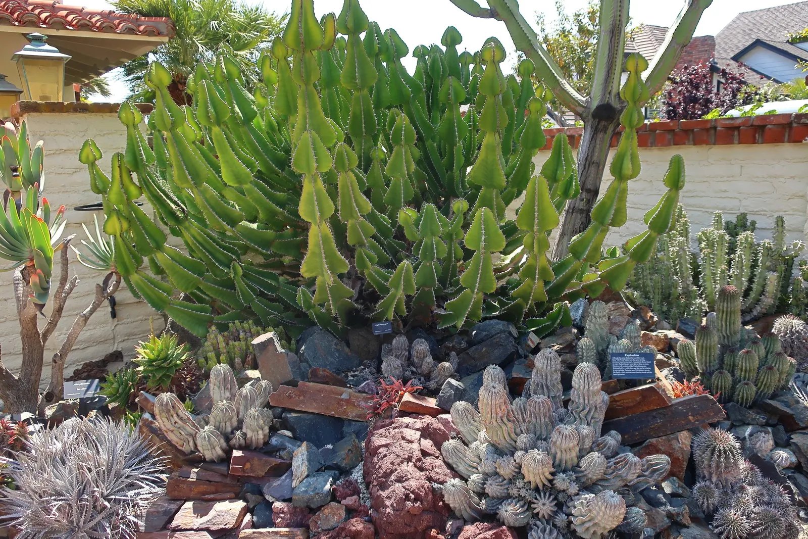 Candelabra Tree (Euphorbia Ingens) — making it a prime candidate for gardens in similar climates.<br><br>Characterized by its towering height