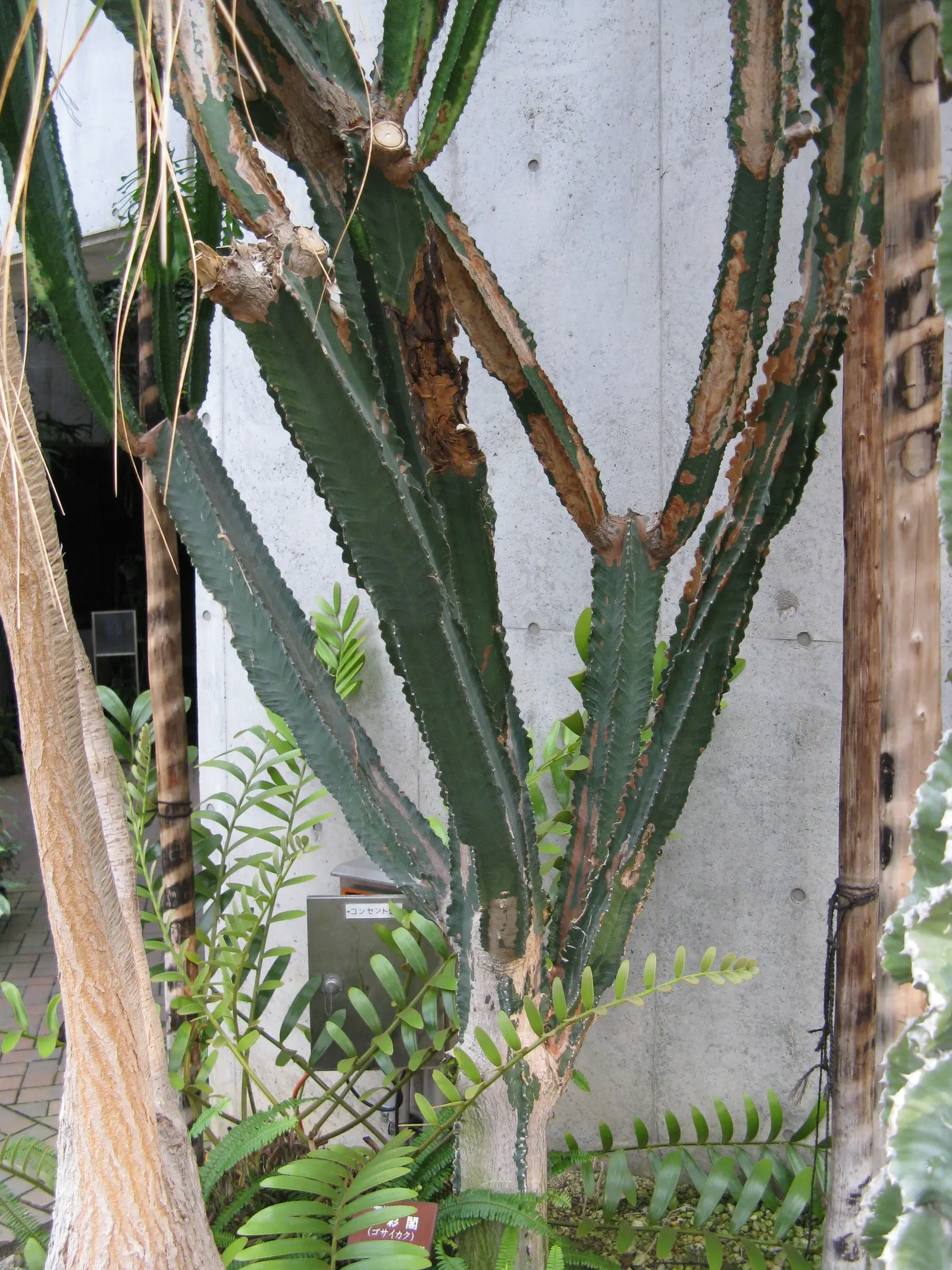 Candelabra Tree (Euphorbia Ingens) — succulent for full; the Euphorbia ingens requires minimal maintenance once established