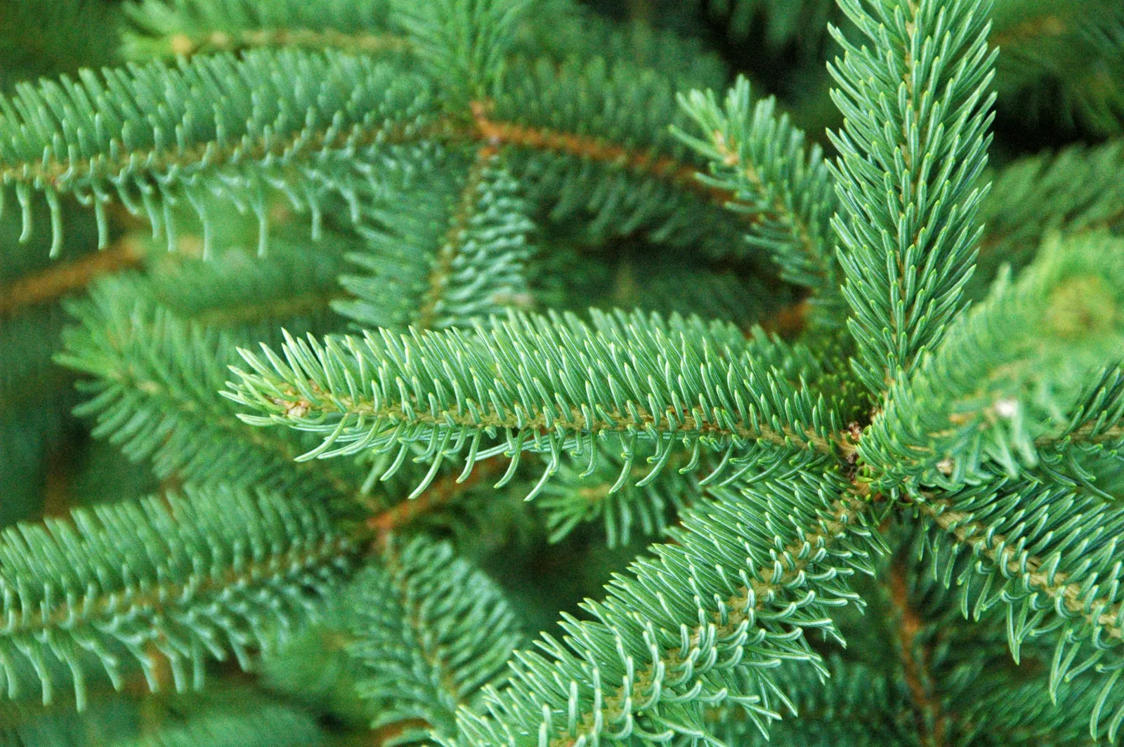 Candelabra Tree (Euphorbia Ingens) — Suited for arid climates, it bears small yellow flowers