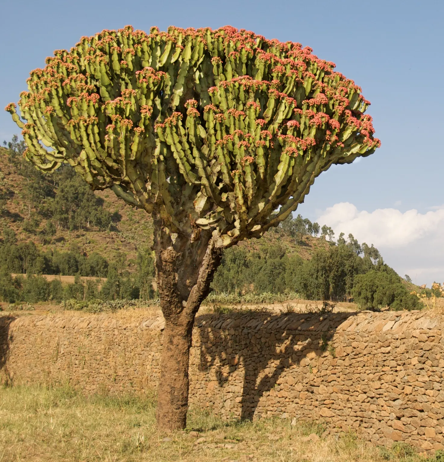Candelabra Tree (Euphorbia Ingens) — is a striking succulent renowned for its upright; suited for arid climates, it bears small yellow flowers