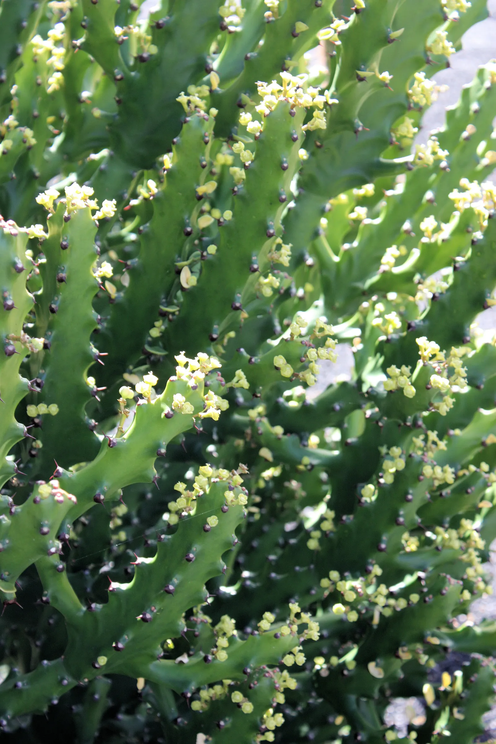 Candelabra Tree (Euphorbia Ingens) — Use caution: its milky sap can be toxic; native to the dry regions of southern Africa, image 77