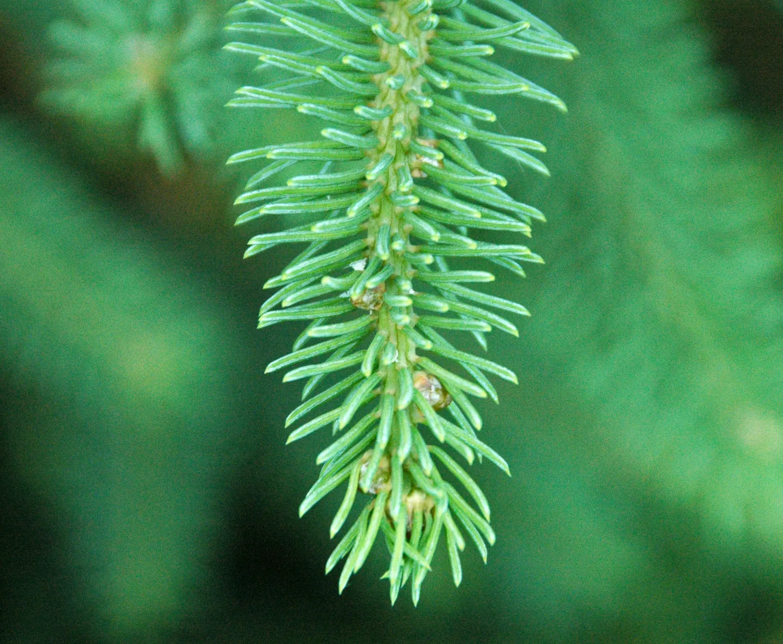Candelabra Tree (Euphorbia Ingens) — Indigenous to South Africa, it reaches heights of 30-40 feet with branches spanning 1-1.5 feet in diameter