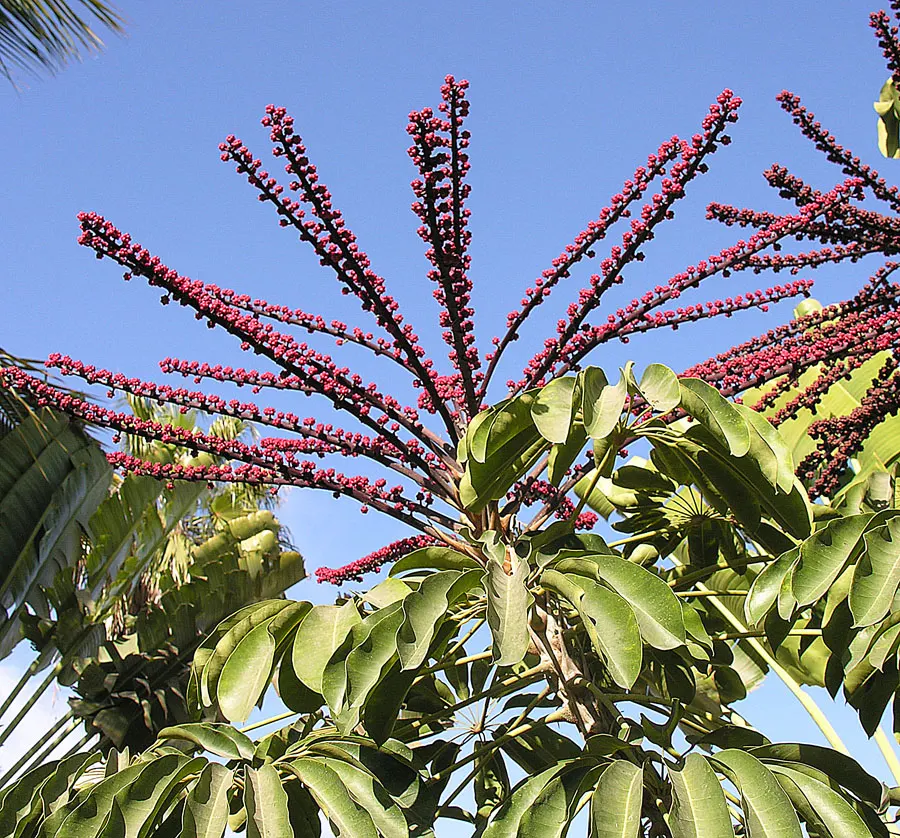 Candelabra Tree (Euphorbia Ingens) — with a spread of approximately 10 to 15 feet; it is well-suited to arid environments, image 84