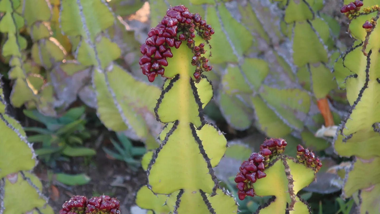Candelabra Tree (Euphorbia Ingens) — commonly referred to as the Candelabra Tree; needing only occasional watering during prolonged dry spells, image 79
