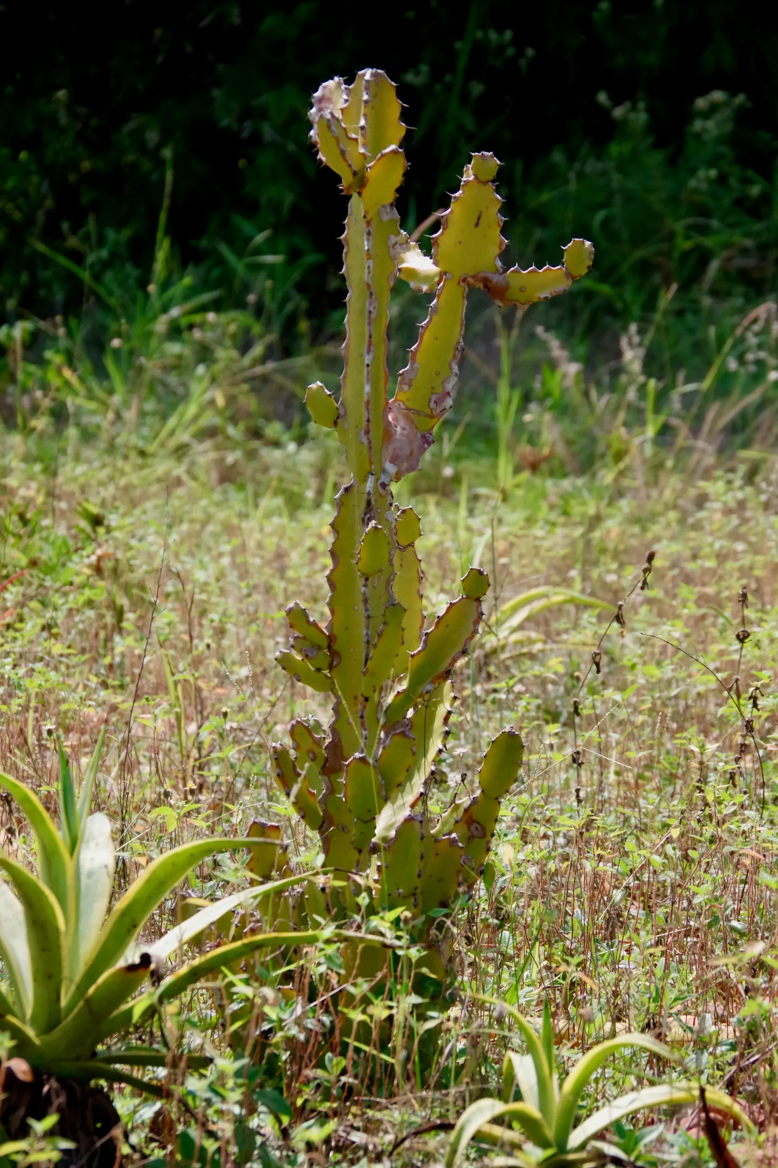 Candelabra Tree (Euphorbia Ingens) — With its bold silhouette and low water needs; bear a strong resemblance to the spire-like arms of a candelabra