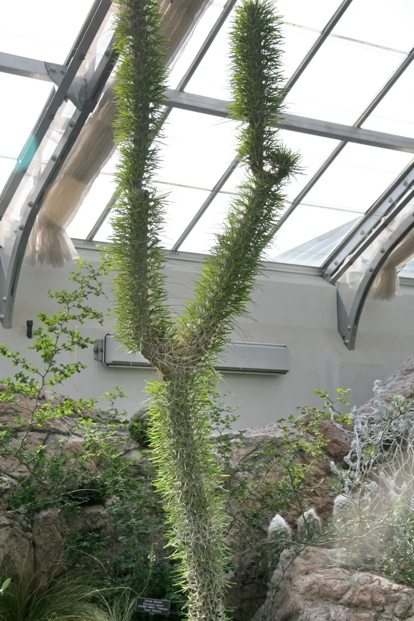 Candelabra Tree (Euphorbia Ingens) — it is well-suited to arid environments; with a spread of approximately 10 to 15 feet, image 81