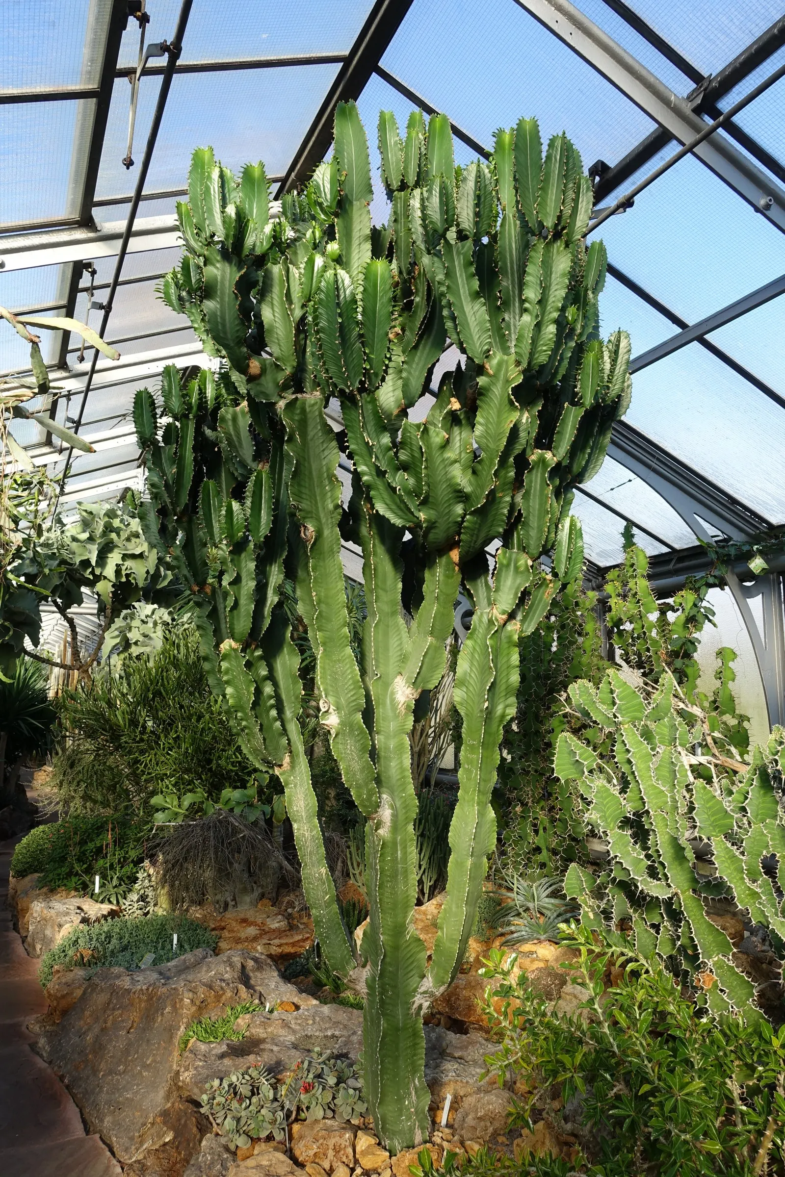 Candelabra Tree (Euphorbia Ingens) — the Euphorbia ingens requires minimal maintenance once established; succulent for full, image 69