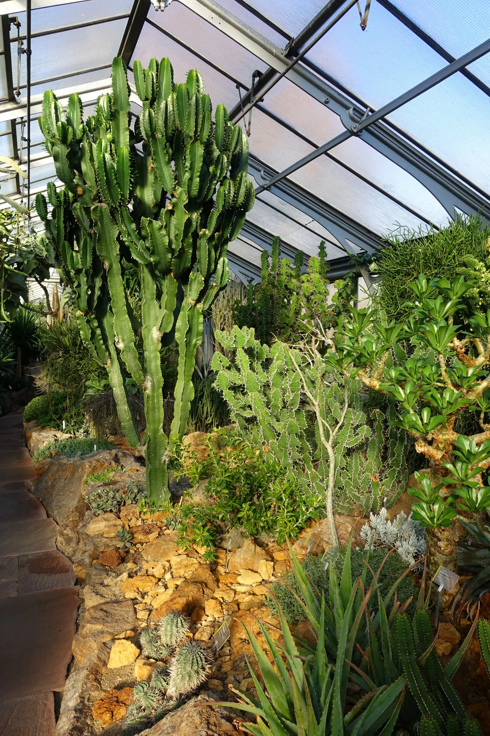 Candelabra Tree (Euphorbia Ingens) — the Euphorbia ingens requires minimal maintenance once established; succulent for full