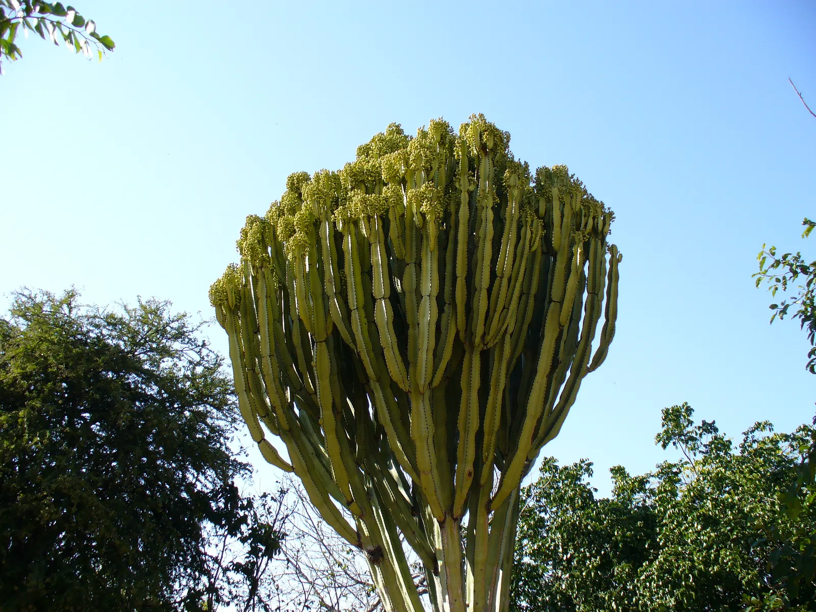 Candelabra Tree (Euphorbia Ingens) — Due to its potential growth size; indigenous to South Africa, it reaches heights of 30-40 feet with branches, image 66