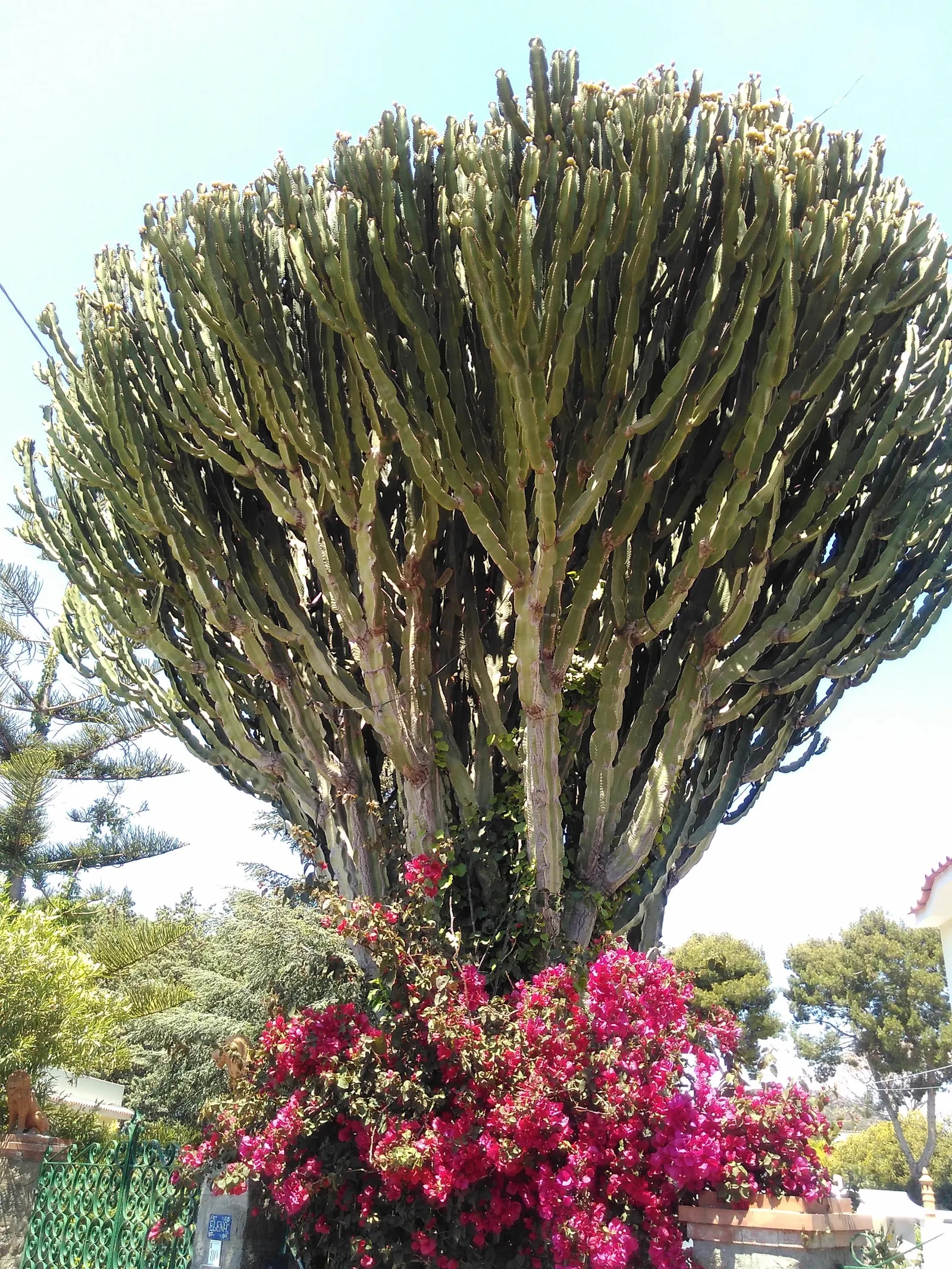 Candelabra Tree (Euphorbia Ingens) — needing only occasional watering during prolonged dry spells; commonly referred to as the Candelabra Tree