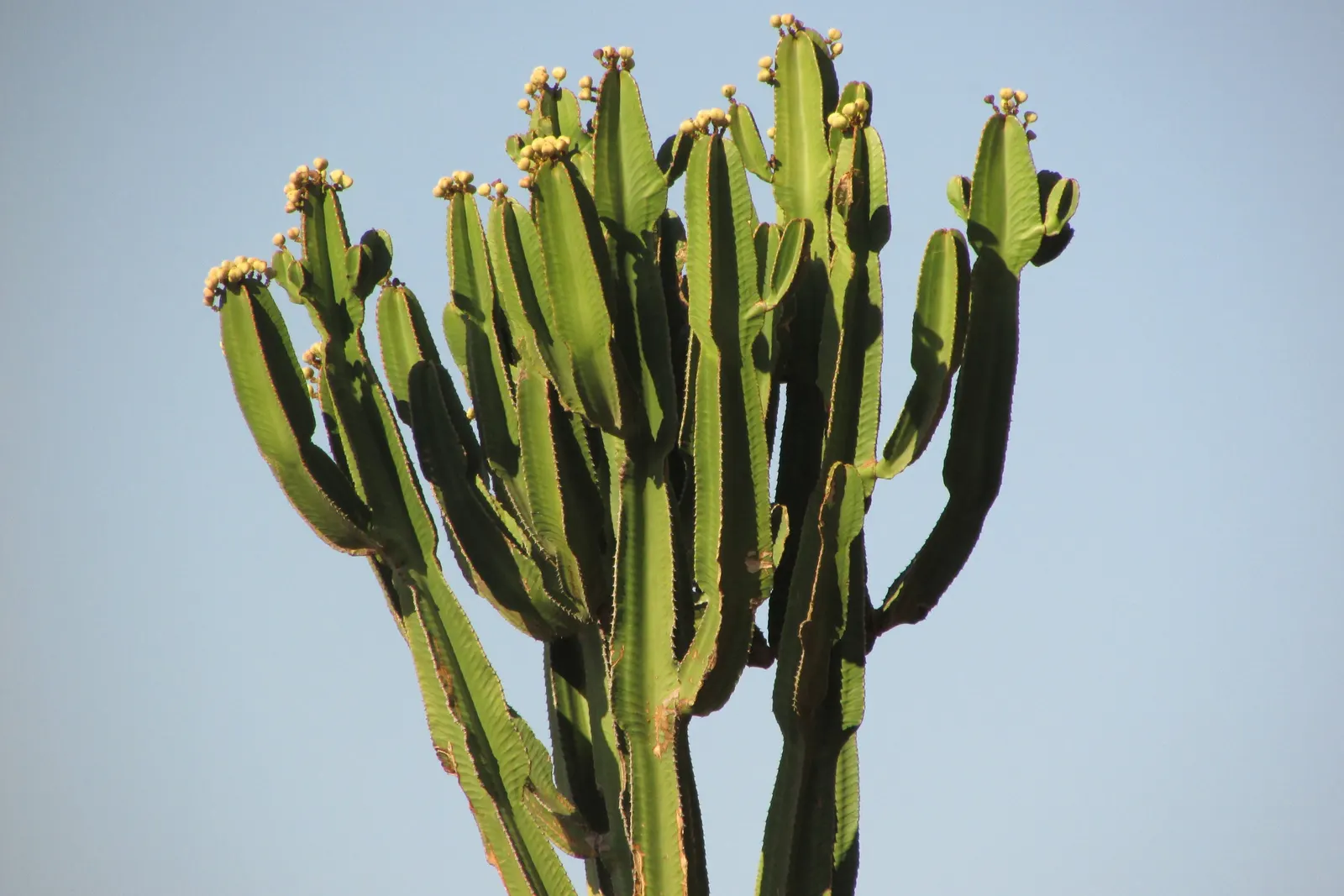 Candelabra Tree (Euphorbia Ingens) — With its bold silhouette and low water needs; bear a strong resemblance to the spire-like arms of a candelabra, image 71