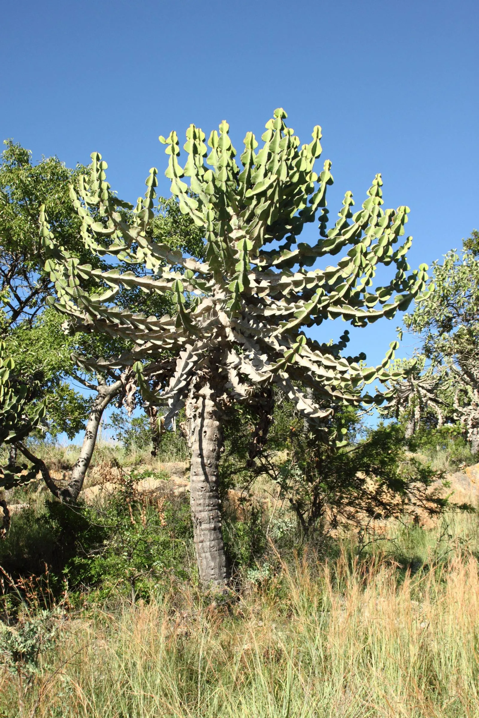 Candelabra Tree (Euphorbia Ingens) — is a striking succulent renowned for its upright; suited for arid climates, it bears small yellow flowers, image 73