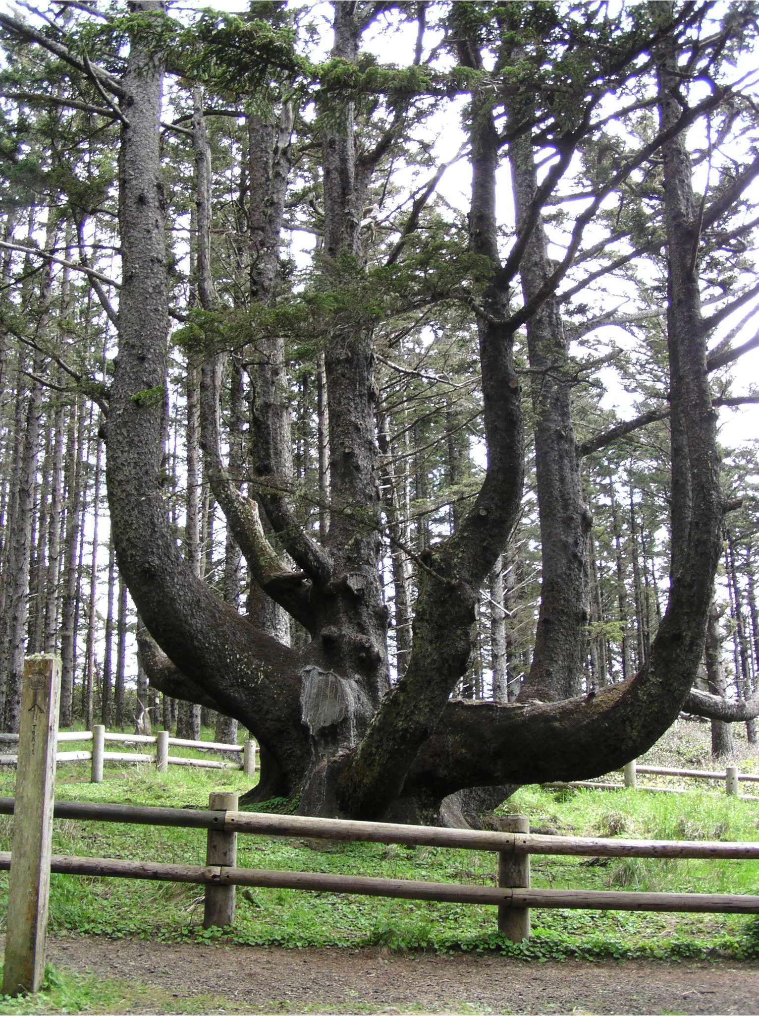 Candelabra Tree (Euphorbia Ingens) — branching structure resembling a candelabrum; the Candelabra Tree can reach up to 30 to 40 feet, image 74