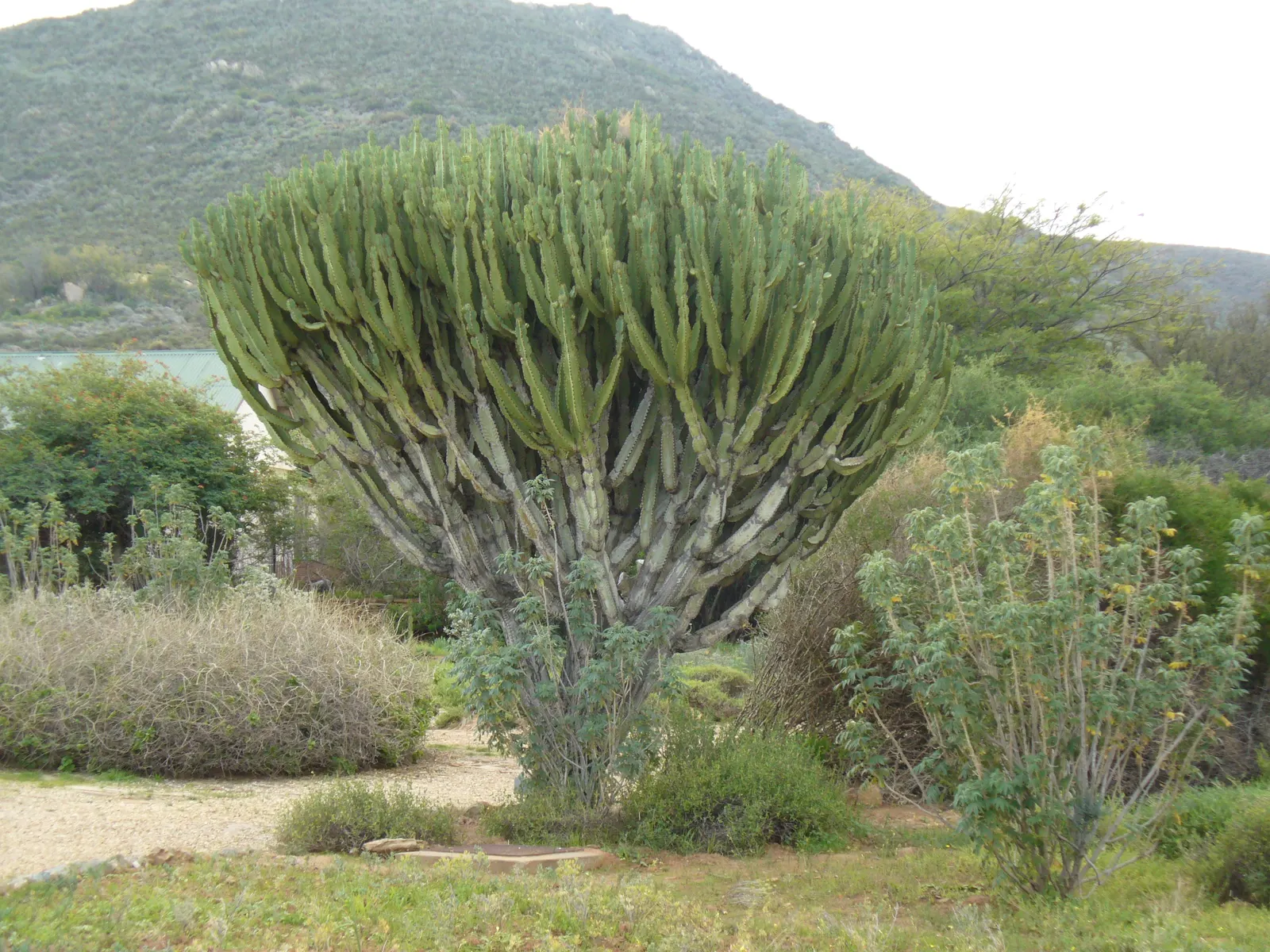 Candelabra Tree (Euphorbia Ingens) — succulent for full; the Euphorbia ingens requires minimal maintenance once established, image 72