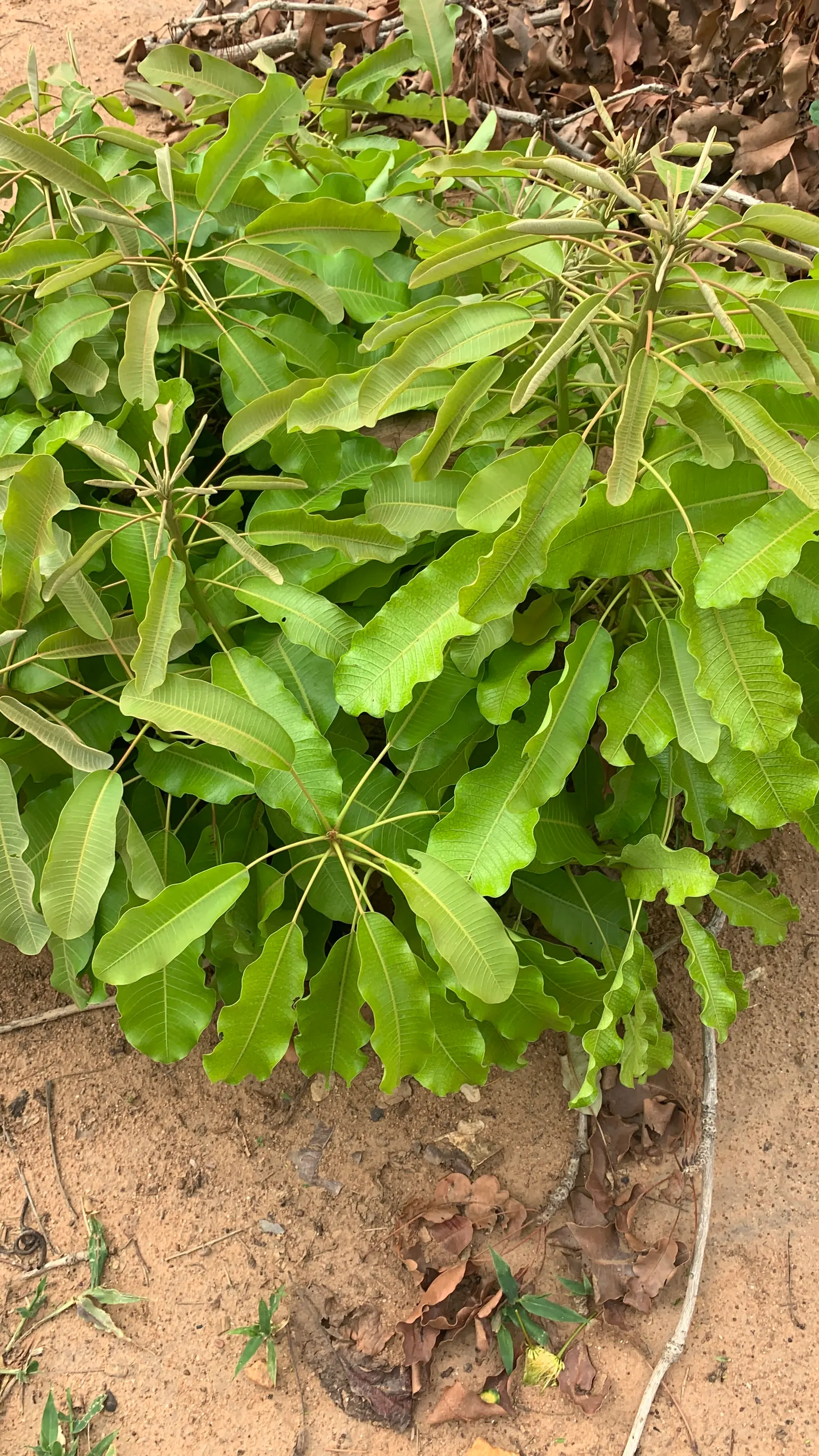 Candelabra Tree (Euphorbia Ingens) — Indigenous to South Africa, it reaches heights of 30-40 feet with branches spanning 1-1.5 feet in diameter, image 75