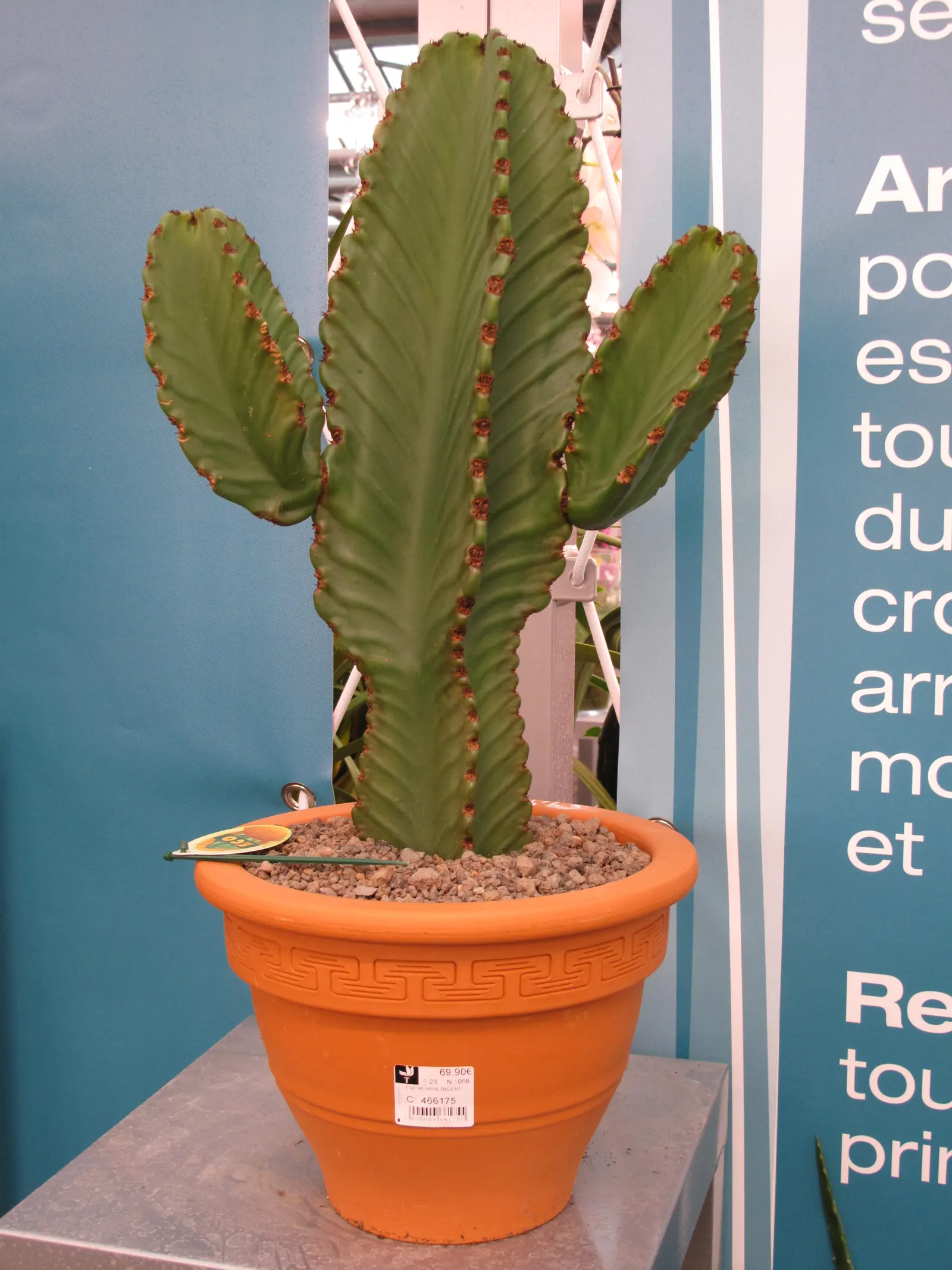 Candelabra Tree (Euphorbia Ingens) — maintain a distance from walkways and sitting areas; the Euphorbia ingens produces small yellowish-green, image 68