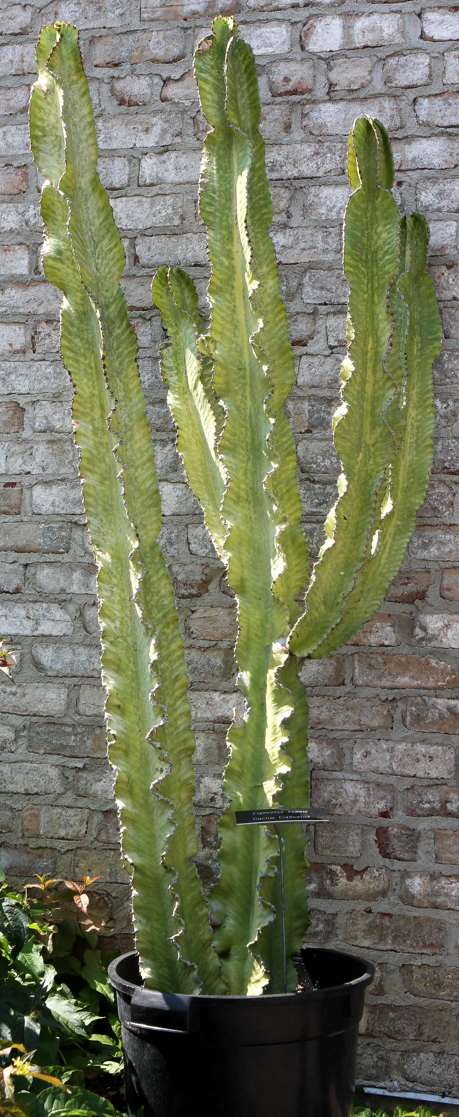 Candelabra Tree (Euphorbia Ingens) — the Euphorbia ingens produces small yellowish-green flowers at the branch tips; maintain a distance from, image 65