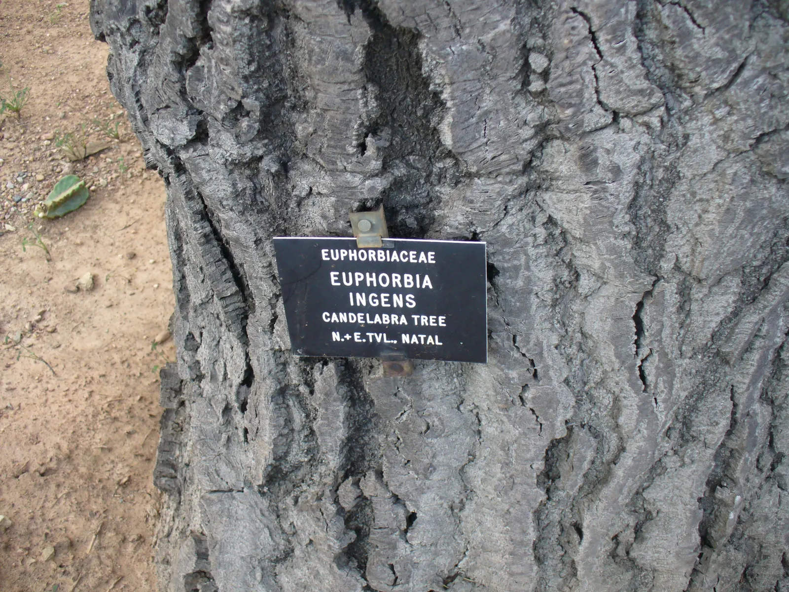 Candelabra Tree (Euphorbia Ingens) — it is crucial to allocate ample space within the design to accommodate its mature dimensions; making it a, image 67