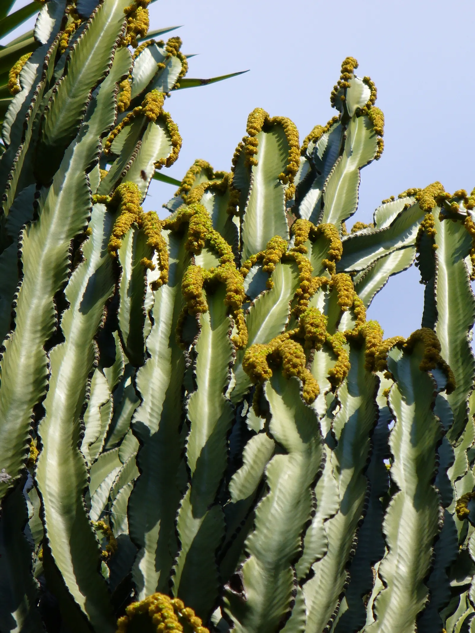 Candelabra Tree (Euphorbia Ingens) — needing only occasional watering during prolonged dry spells; commonly referred to as the Candelabra Tree, image 70