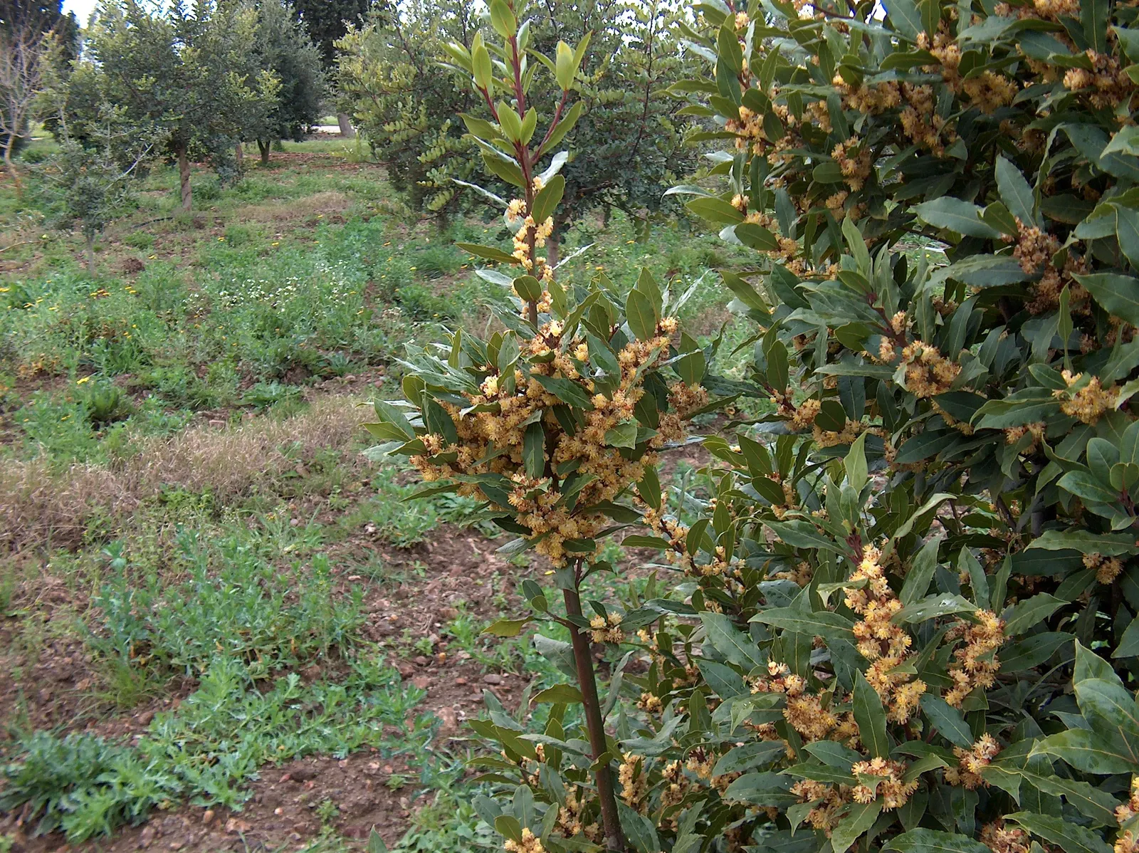 Grecian Laurel (Laurus Nobilis) — leathery leaves that emit a fragrant aroma when bruised and its ability to thrive in full to partial sunlight, image 55