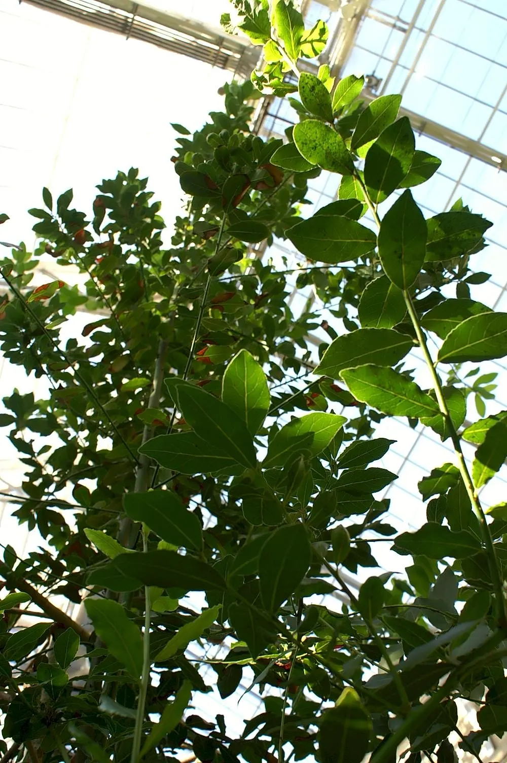 Grecian Laurel (Laurus Nobilis) — it thrives in full sun to partial shade in well-drained soils