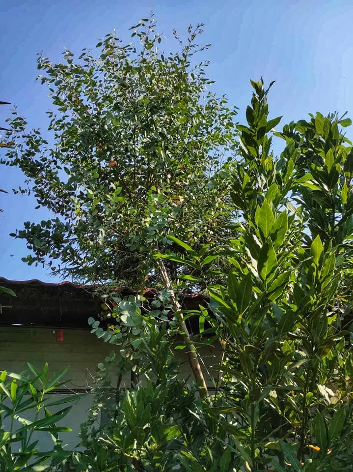 Grecian Laurel (Laurus Nobilis) — the Grecian Laurel requires well-drained soil with a preference for a slightly acidic to neutral pH; in terms of, image 56
