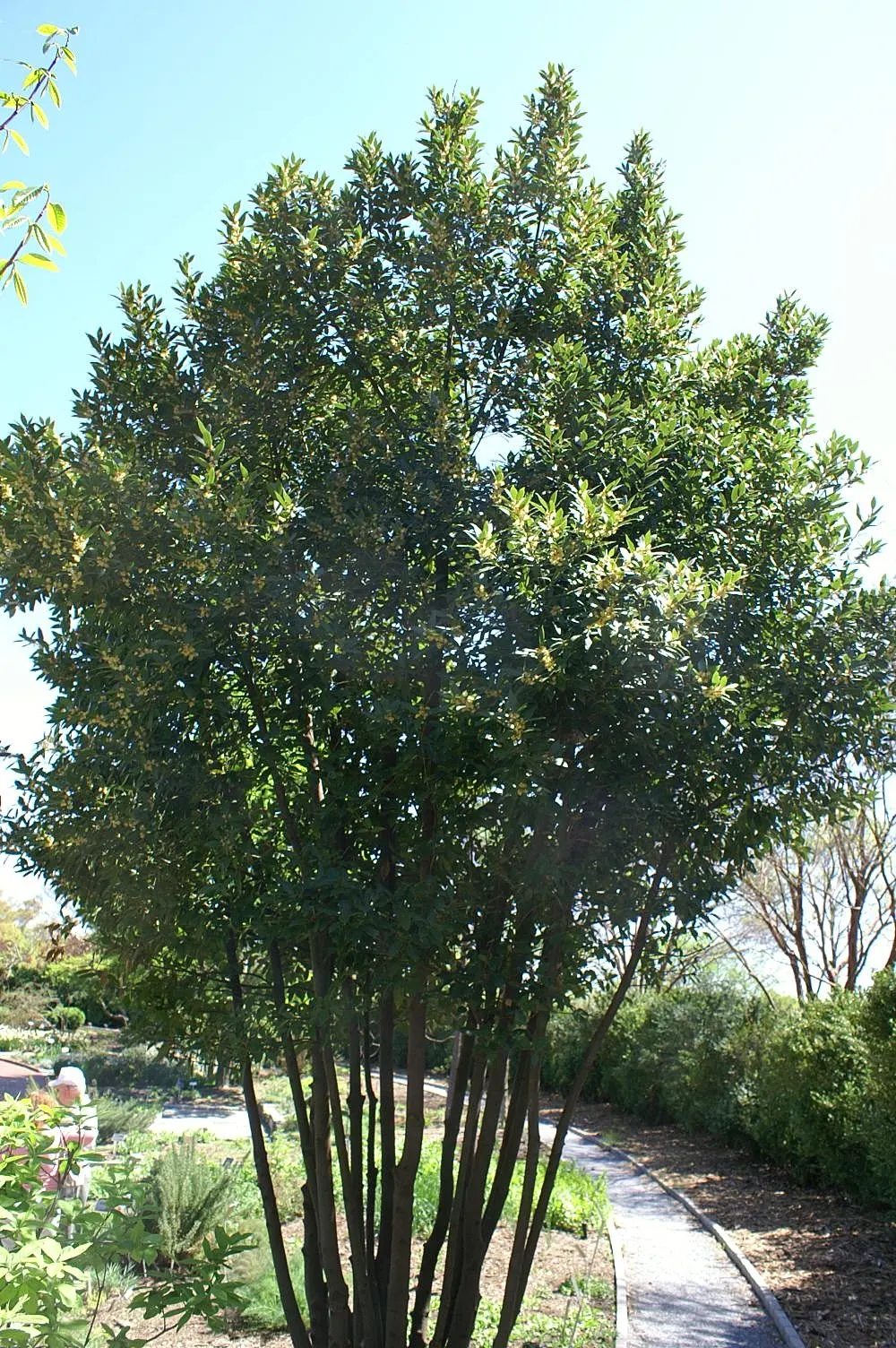 Grecian Laurel (Laurus Nobilis) — creating a focal point or a stately hedge that clients will appreciate for both its beauty and utility
